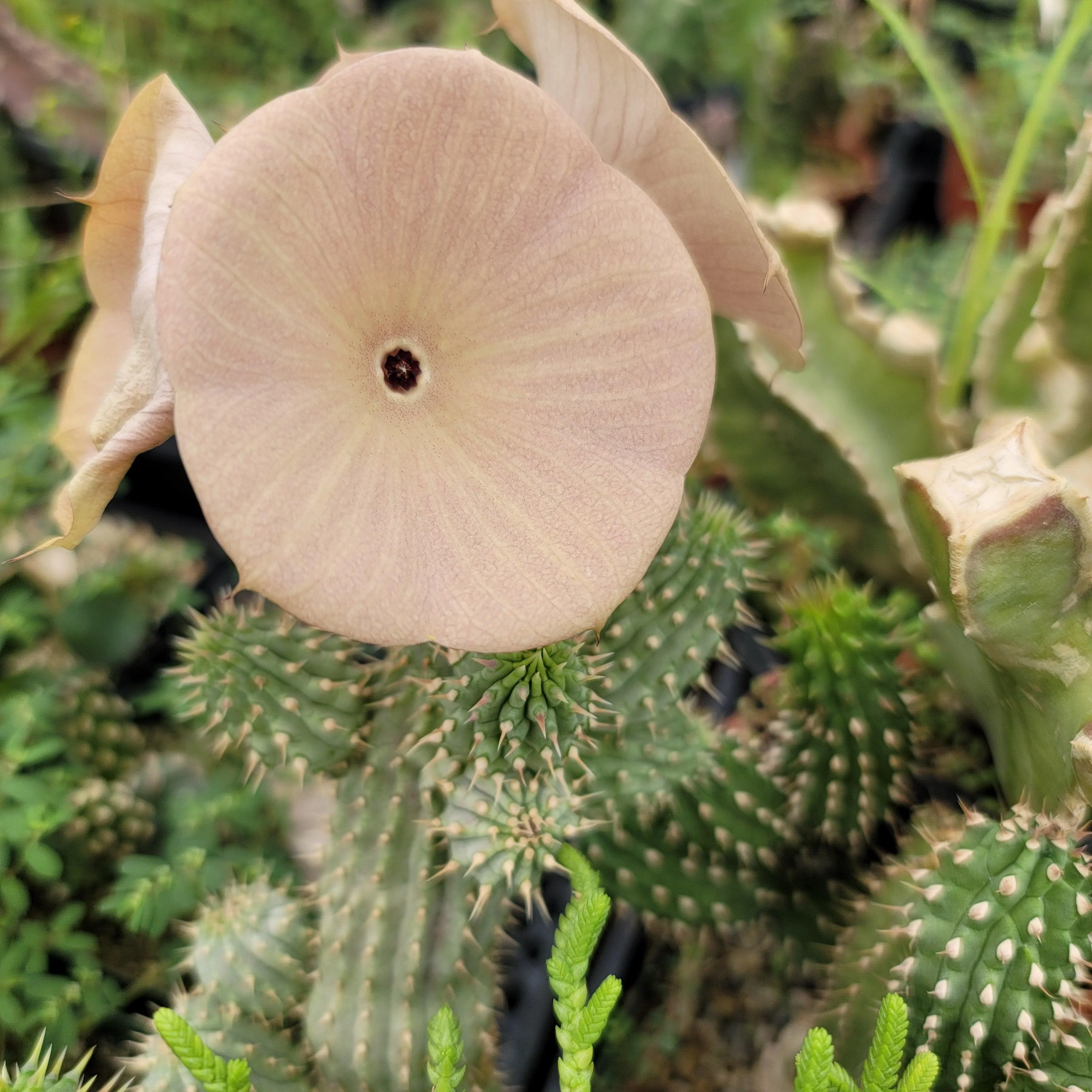 Kalahari Cactus 'Hoodia gordonii'