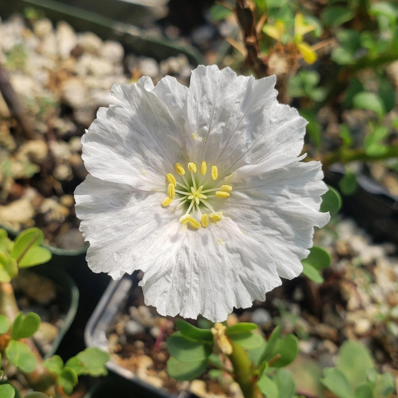 Sarcocaulon vanderietiae