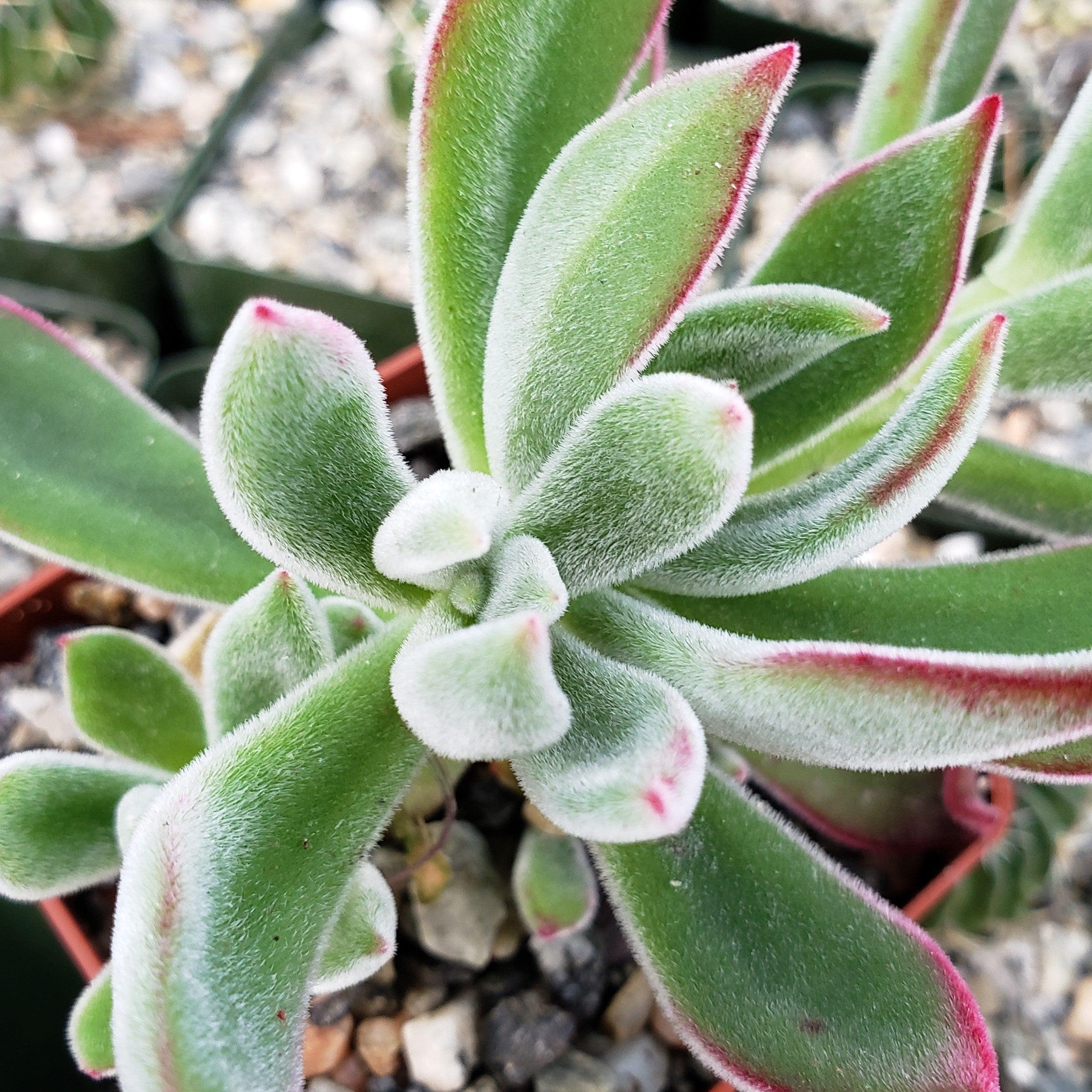 Ruby Slipper Succulent ��Echeveria harmsii��