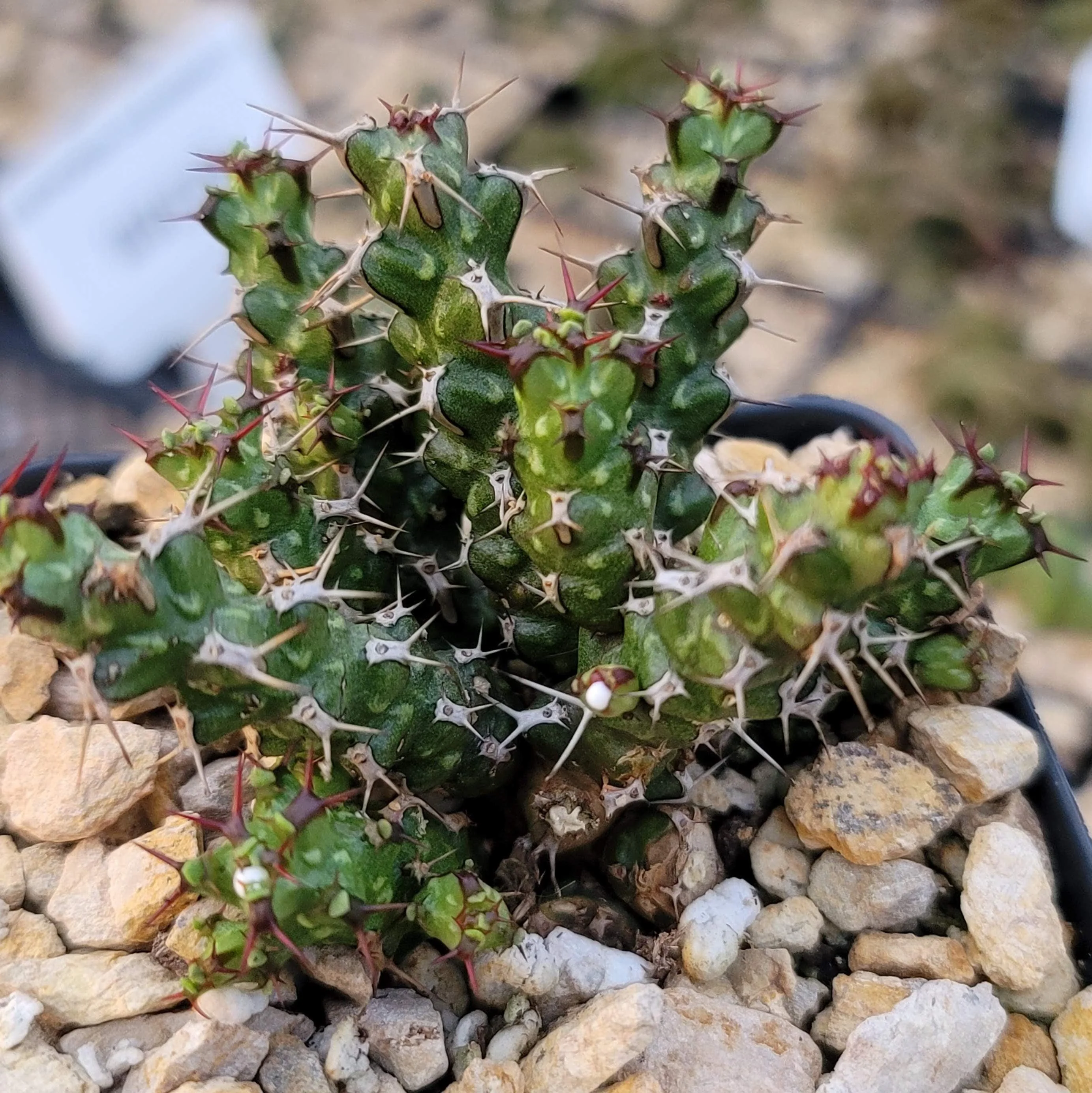 Euphorbia lenewtonii