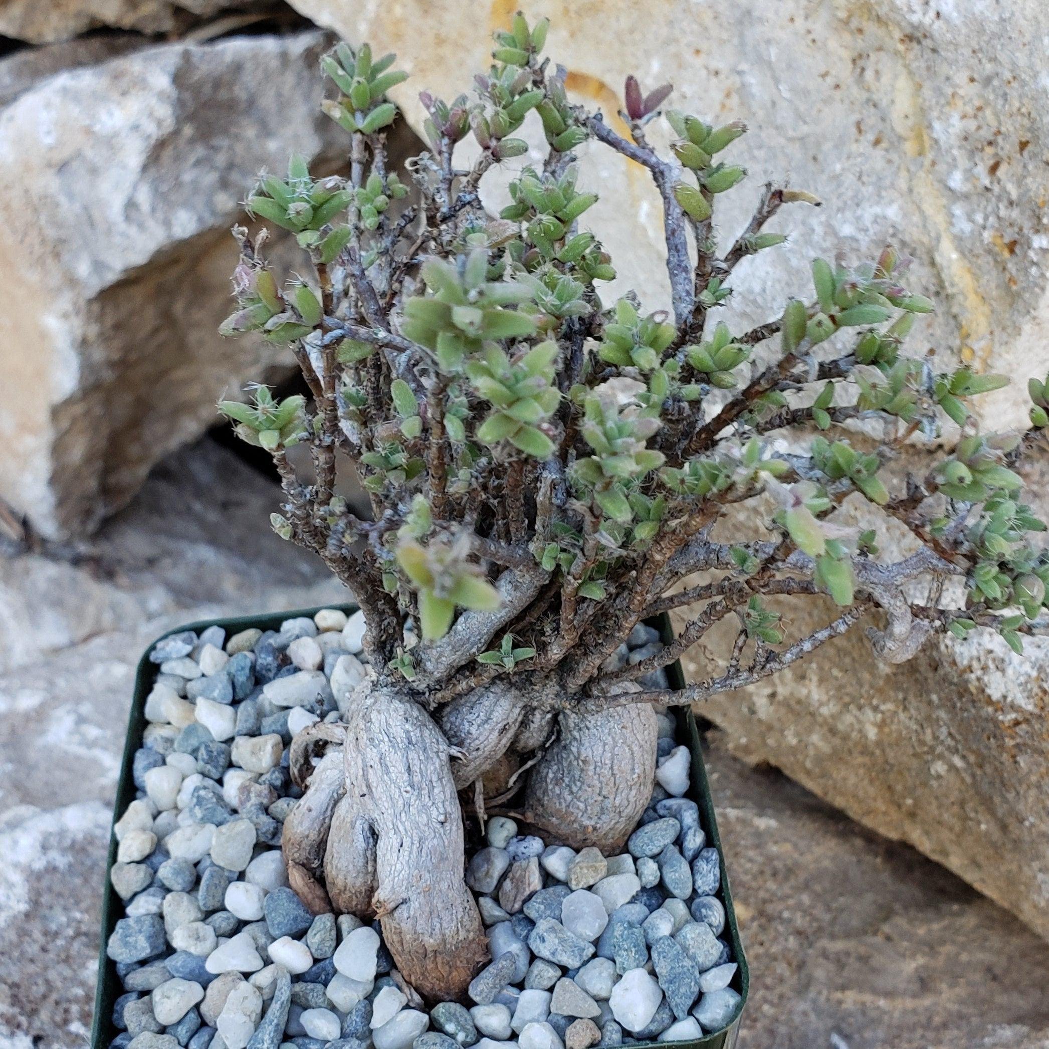 Trichodiadema bulbosom