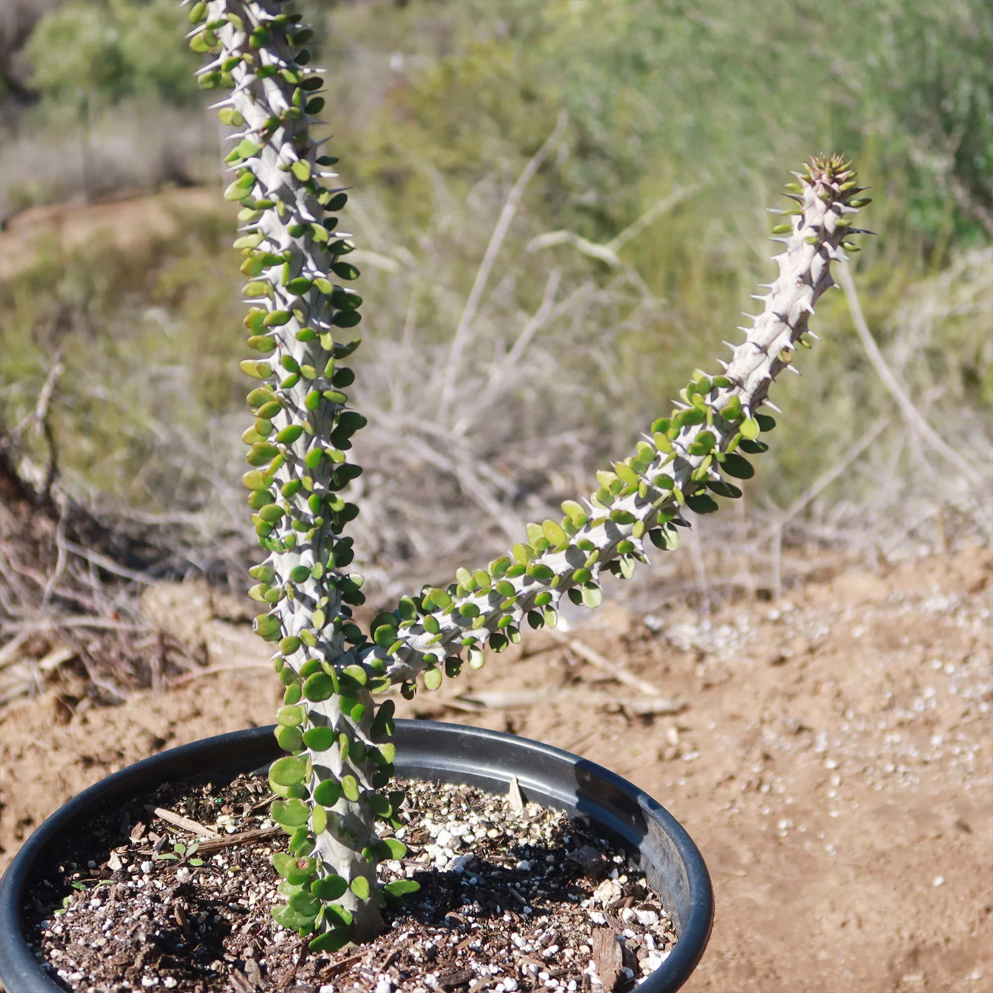 Madagascar ocotillo 'Alluaudia procera'