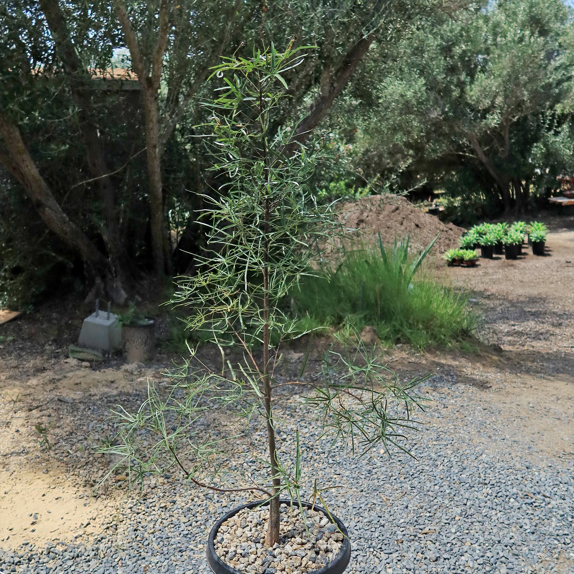 Queensland Bottle Tree 'Brachychiton rupestris'