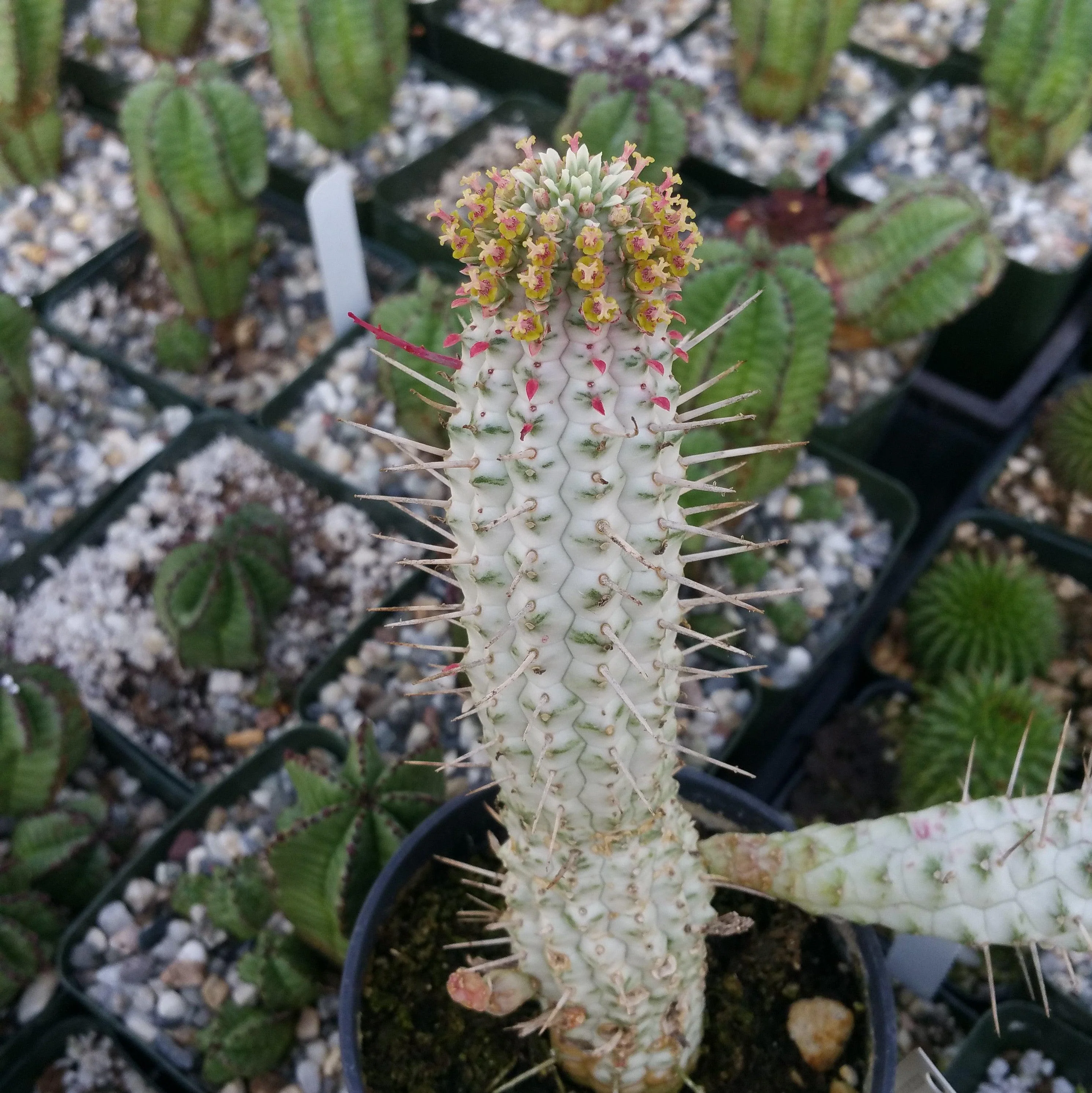 Euphorbia mammillaris variegata