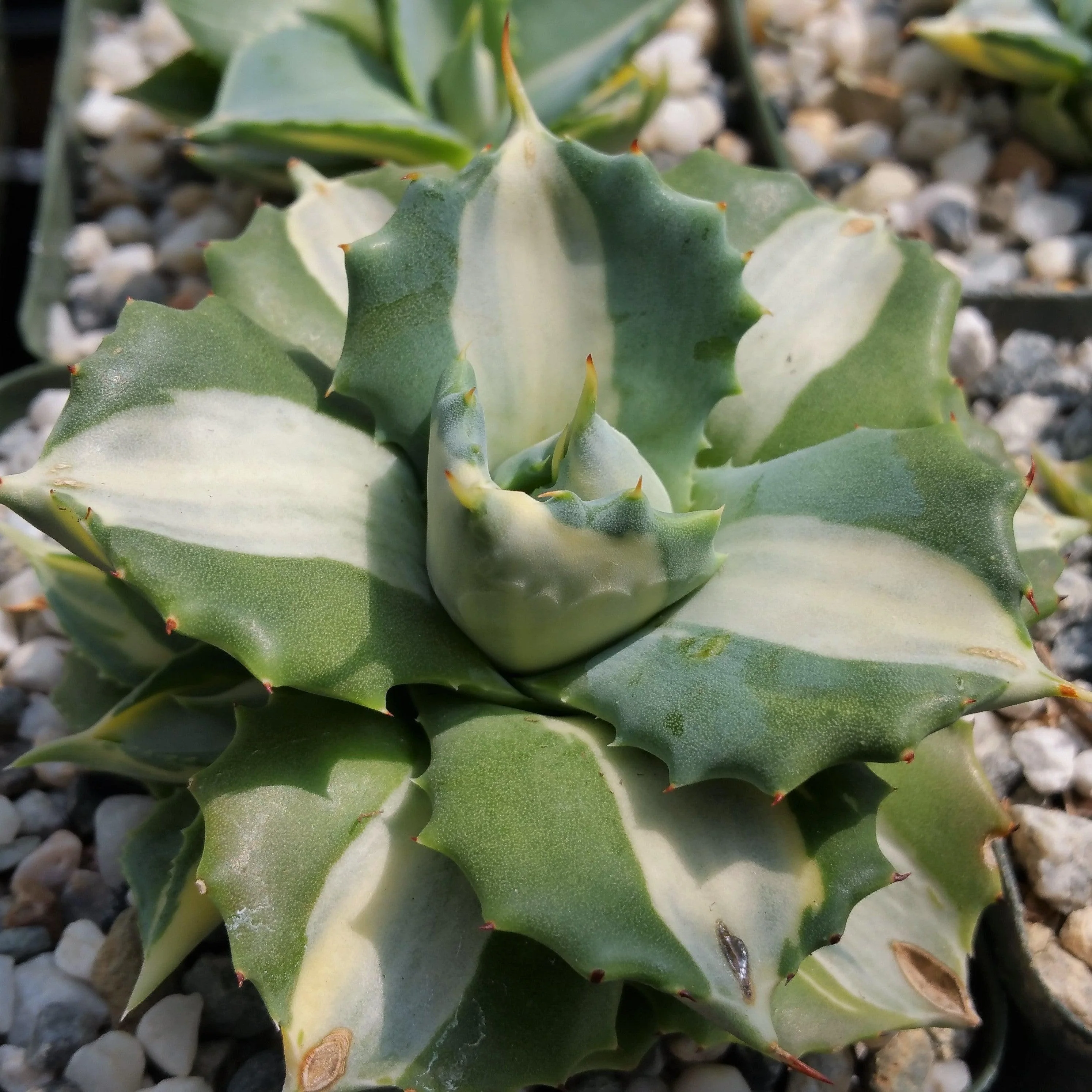 Variegated Dwarf Butterfly Agave - Agave isthmensis 'Ohi Raijin Shiro Nakafu'