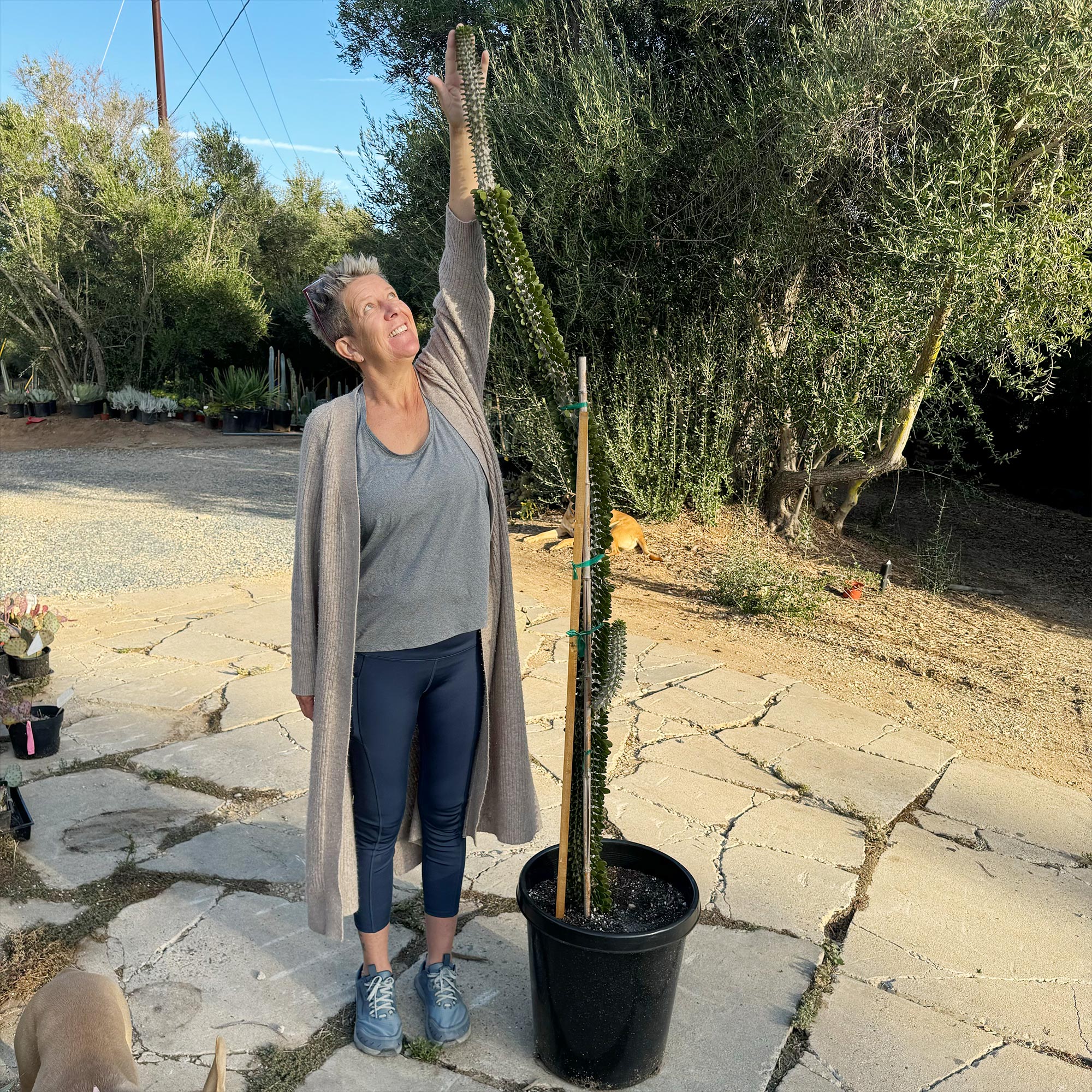 Madagascar ocotillo 'Alluaudia procera'