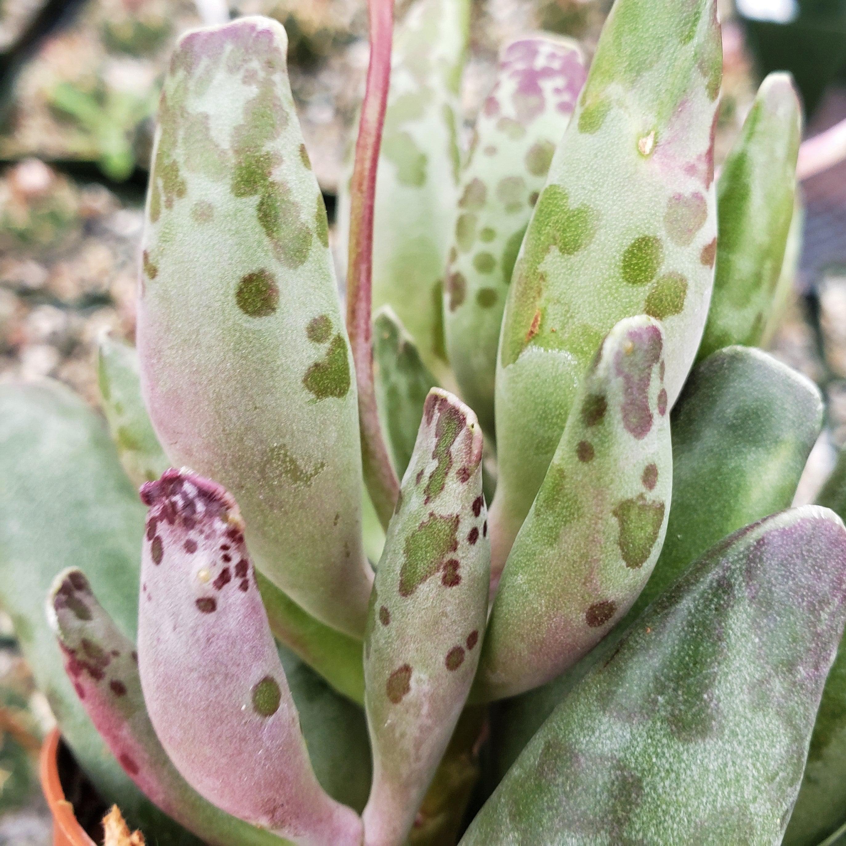 Adromischus festivus