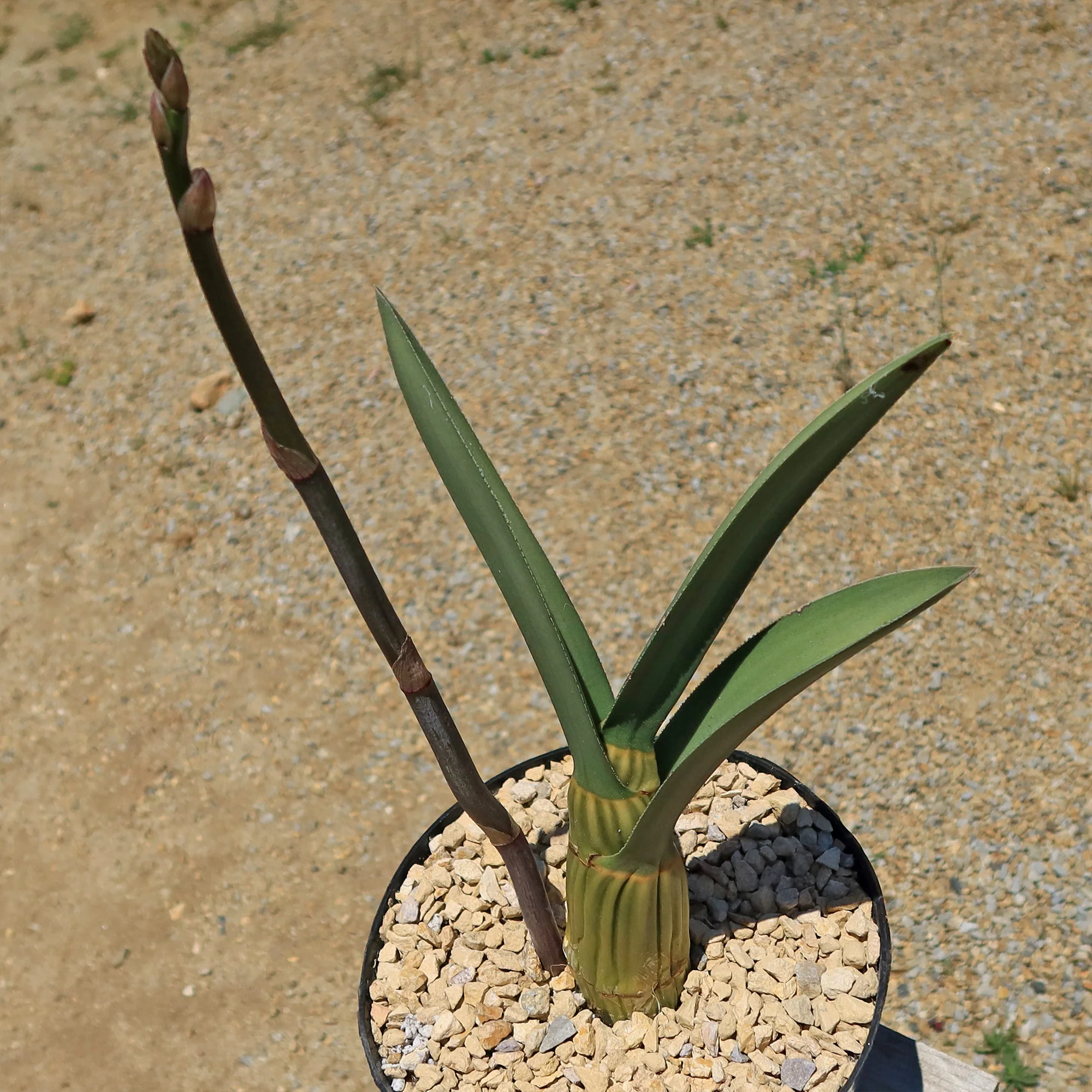Eulophia petersii Desert Orchid Large