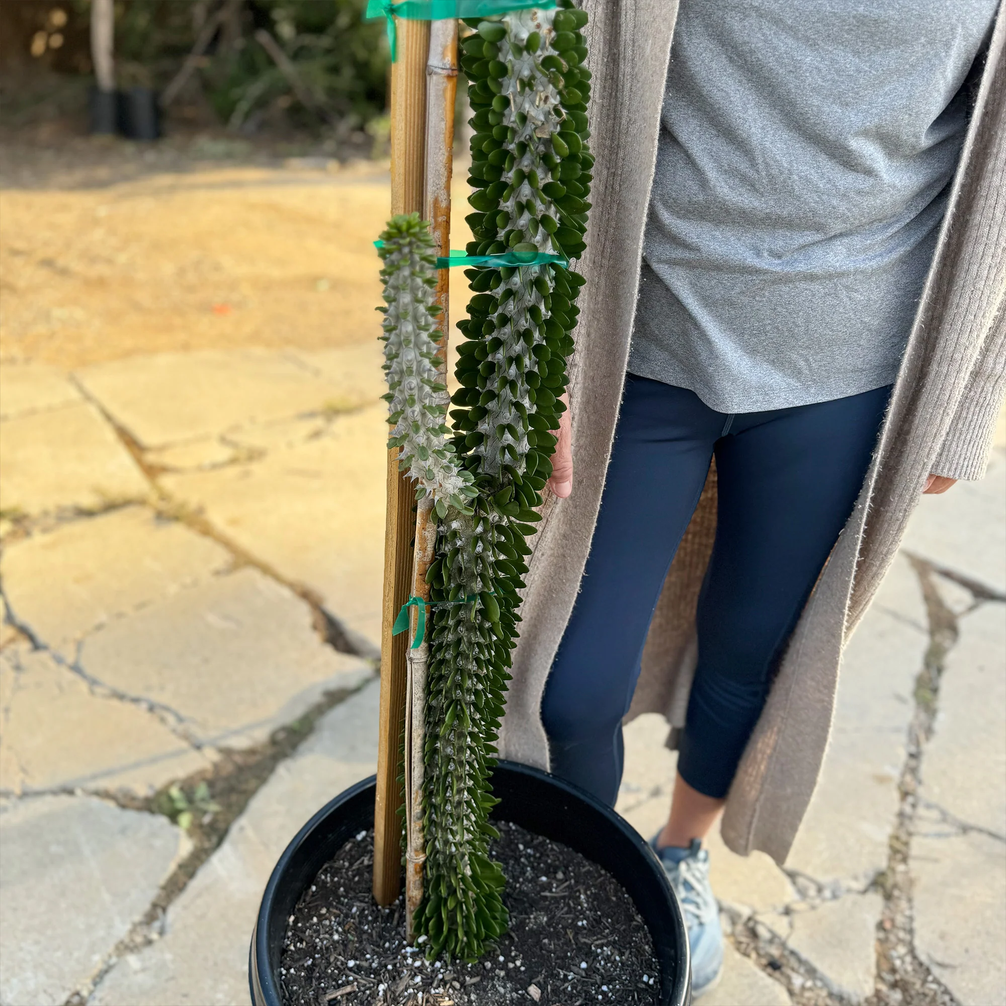 Madagascar ocotillo 'Alluaudia procera'