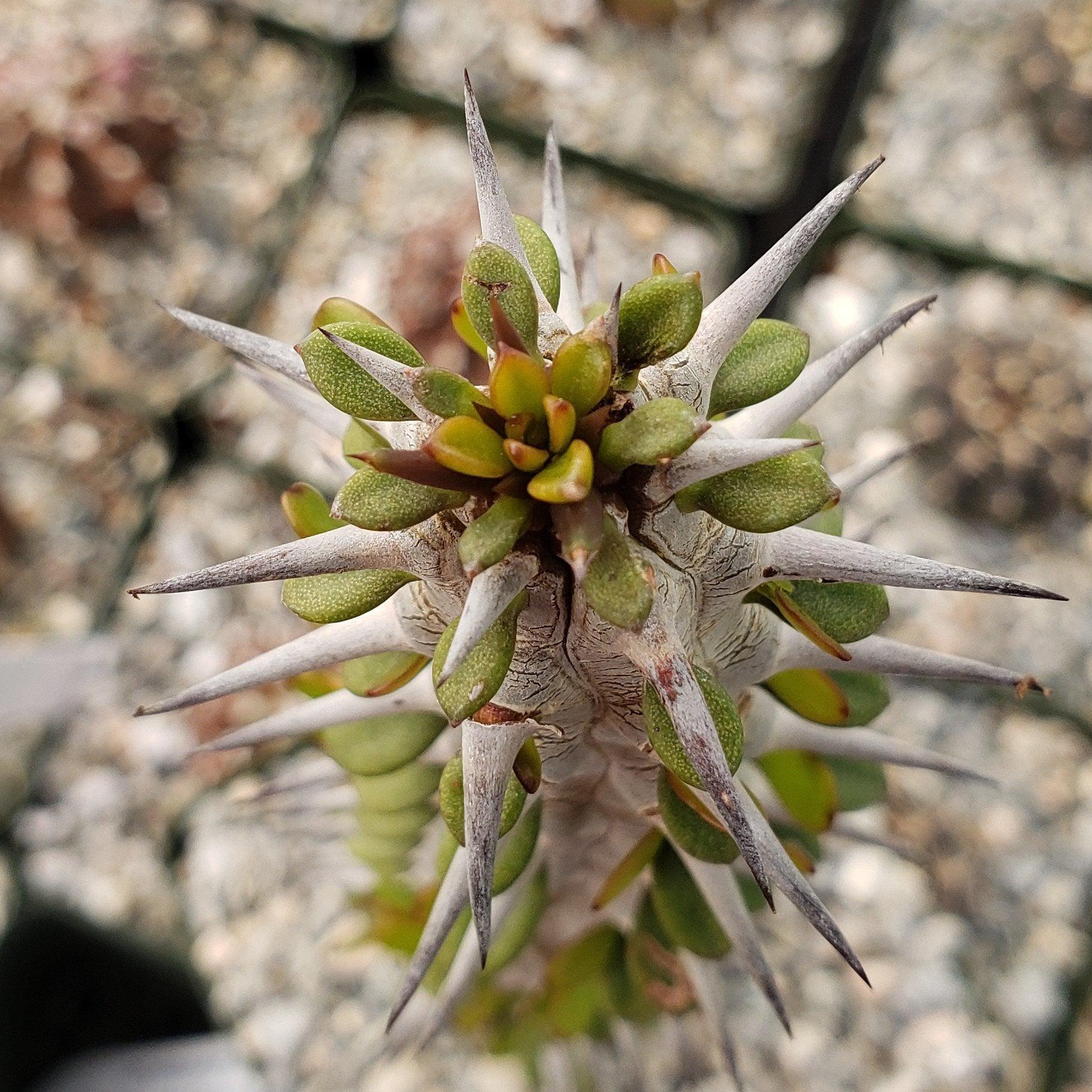 Madagascar ocotillo 'Alluaudia procera'