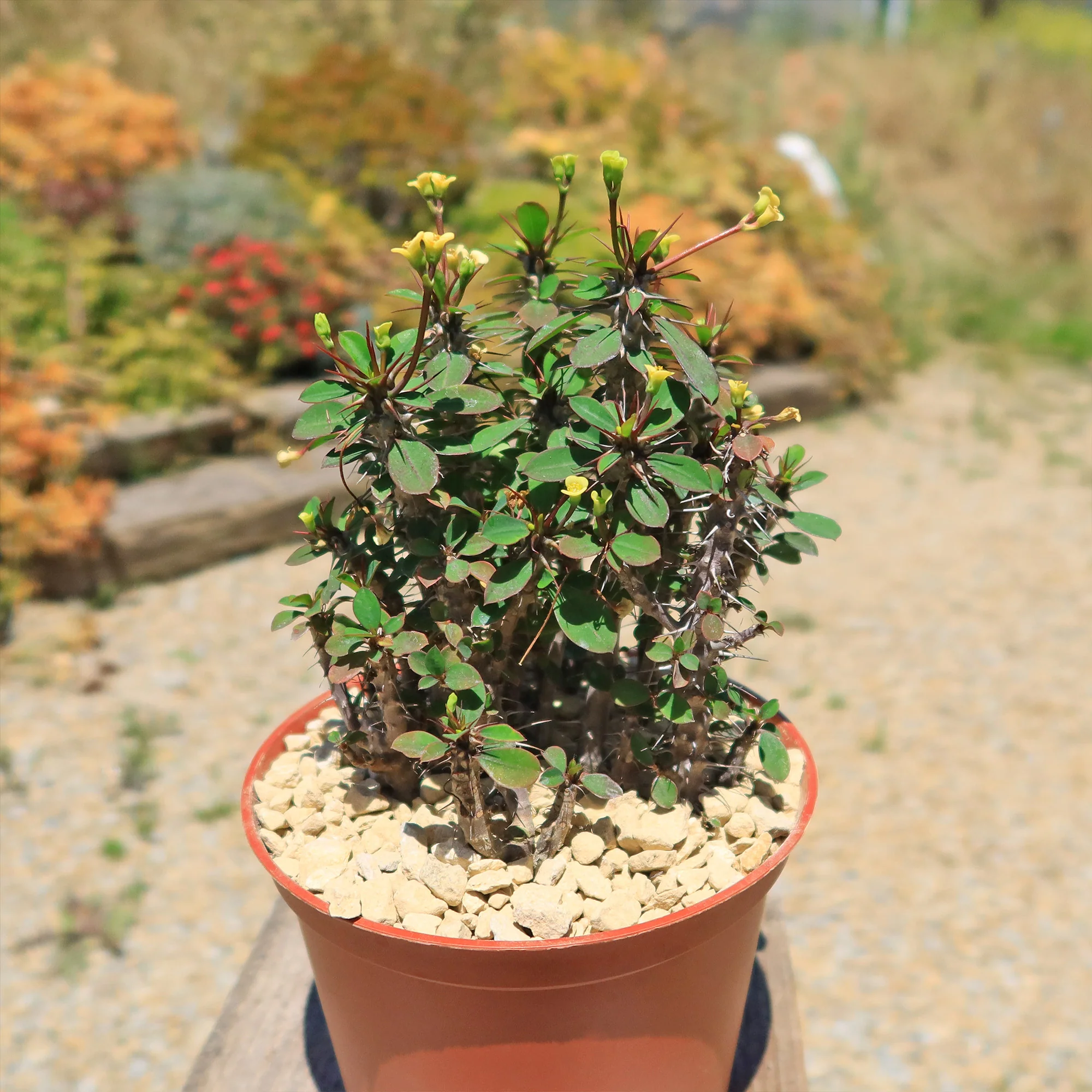 Euphorbia milii Yellow �C Crown of Thorns