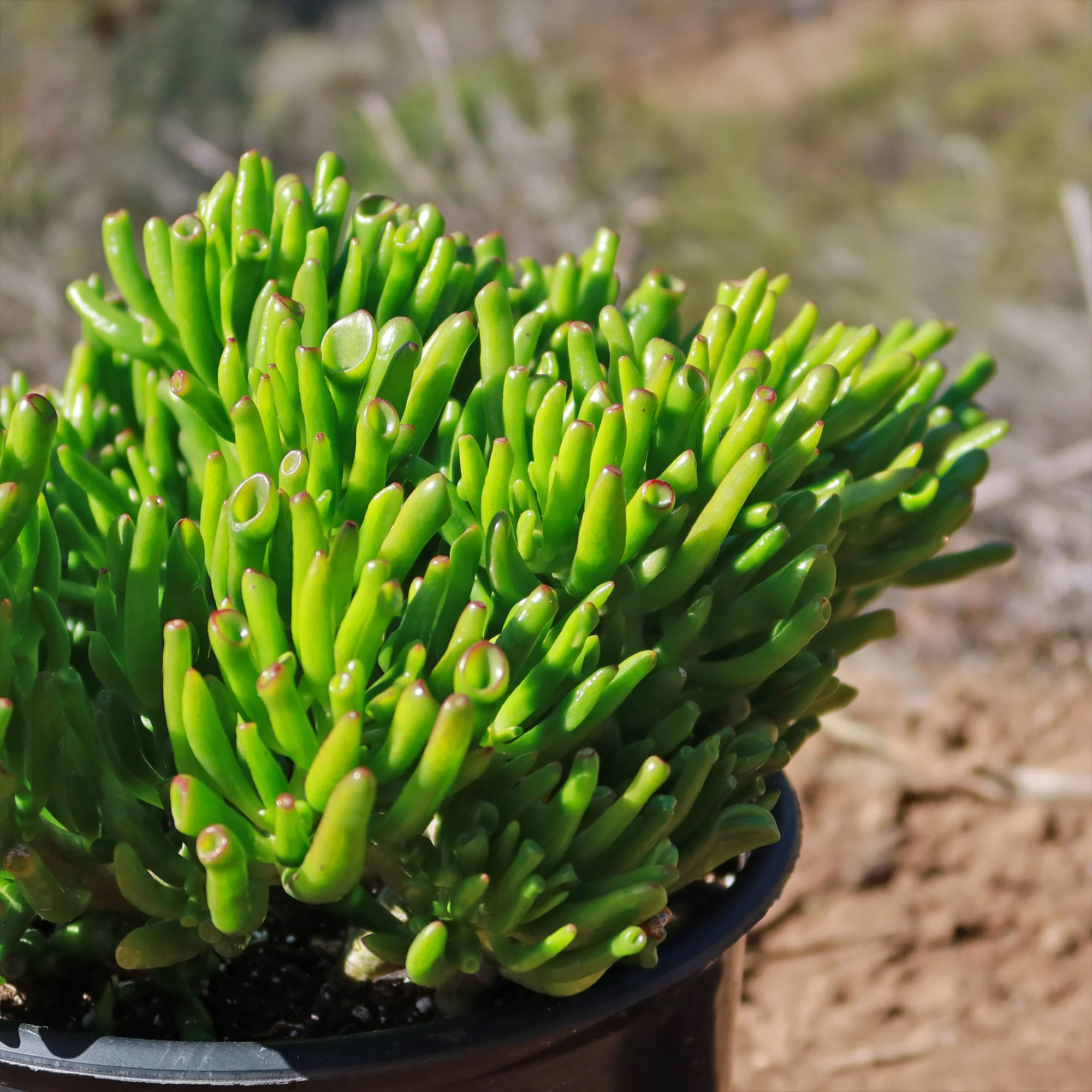 ET Fingers-Shrek Ears 'Crassula ovata Gollum Jade'