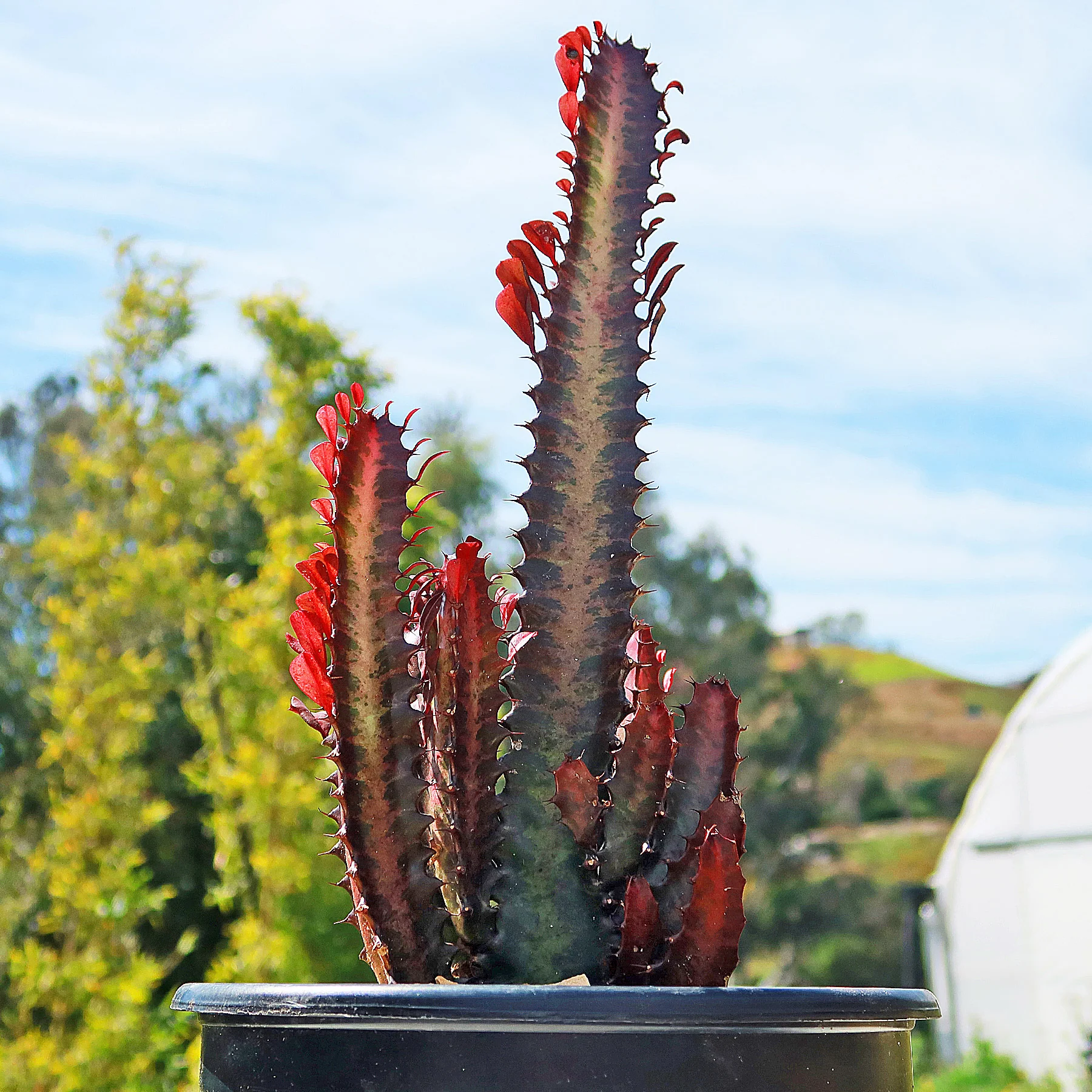 African Milk Tree - Euphorbia trigona 'Rubra'