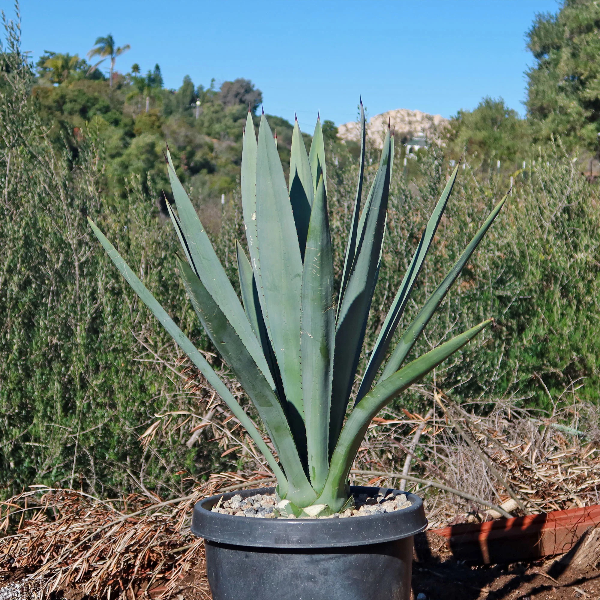 Blue agave - Agave Tequilana 'Tequila Plant'