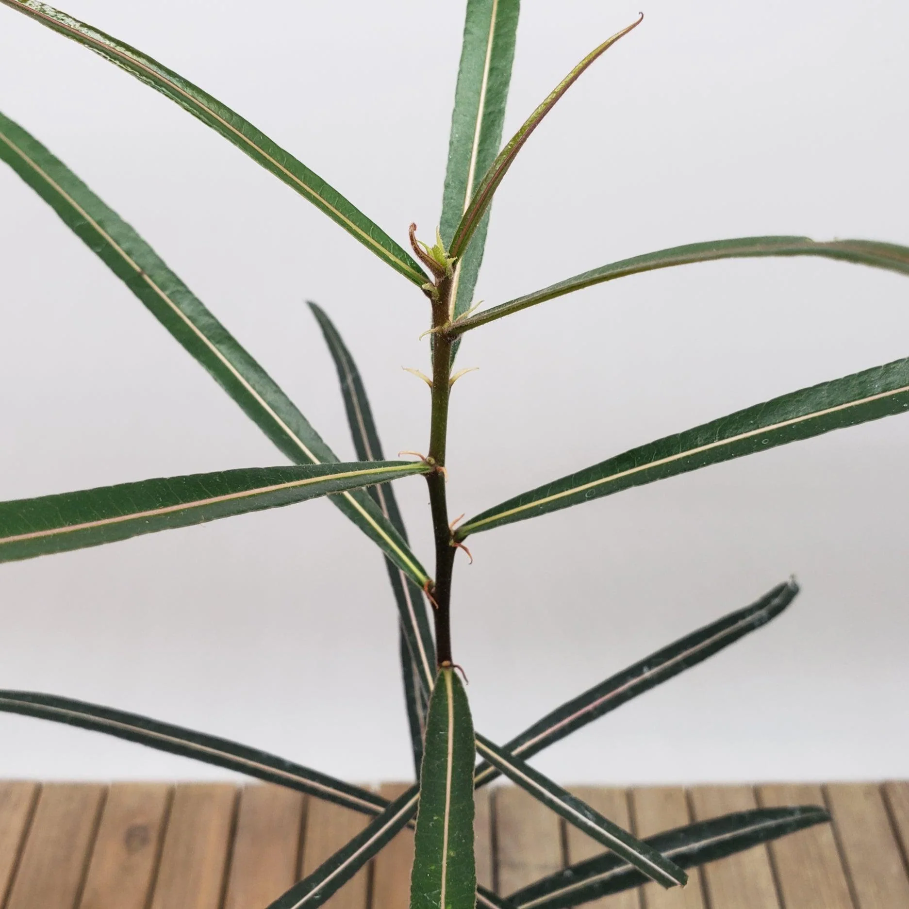Queensland Bottle Tree 'Brachychiton rupestris'