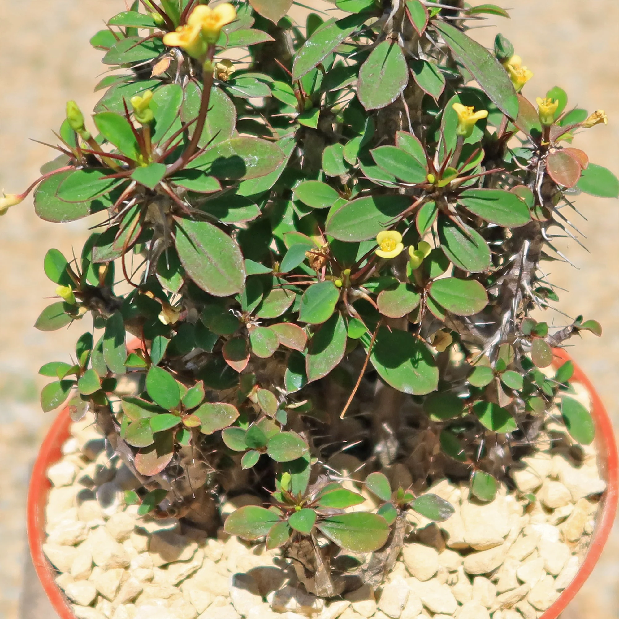 Euphorbia milii Yellow �C Crown of Thorns