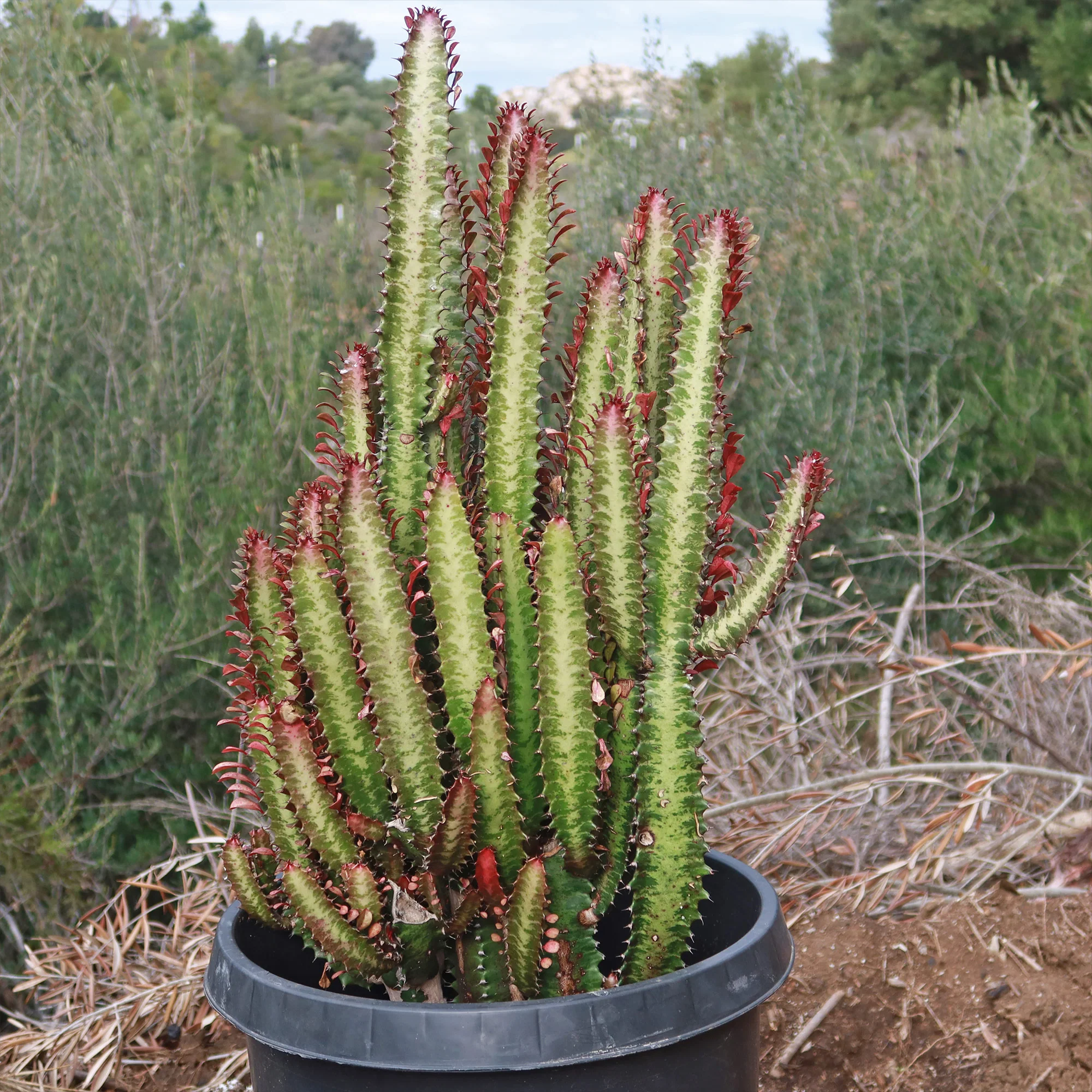 African Milk Tree - Euphorbia trigona 'Rubra'