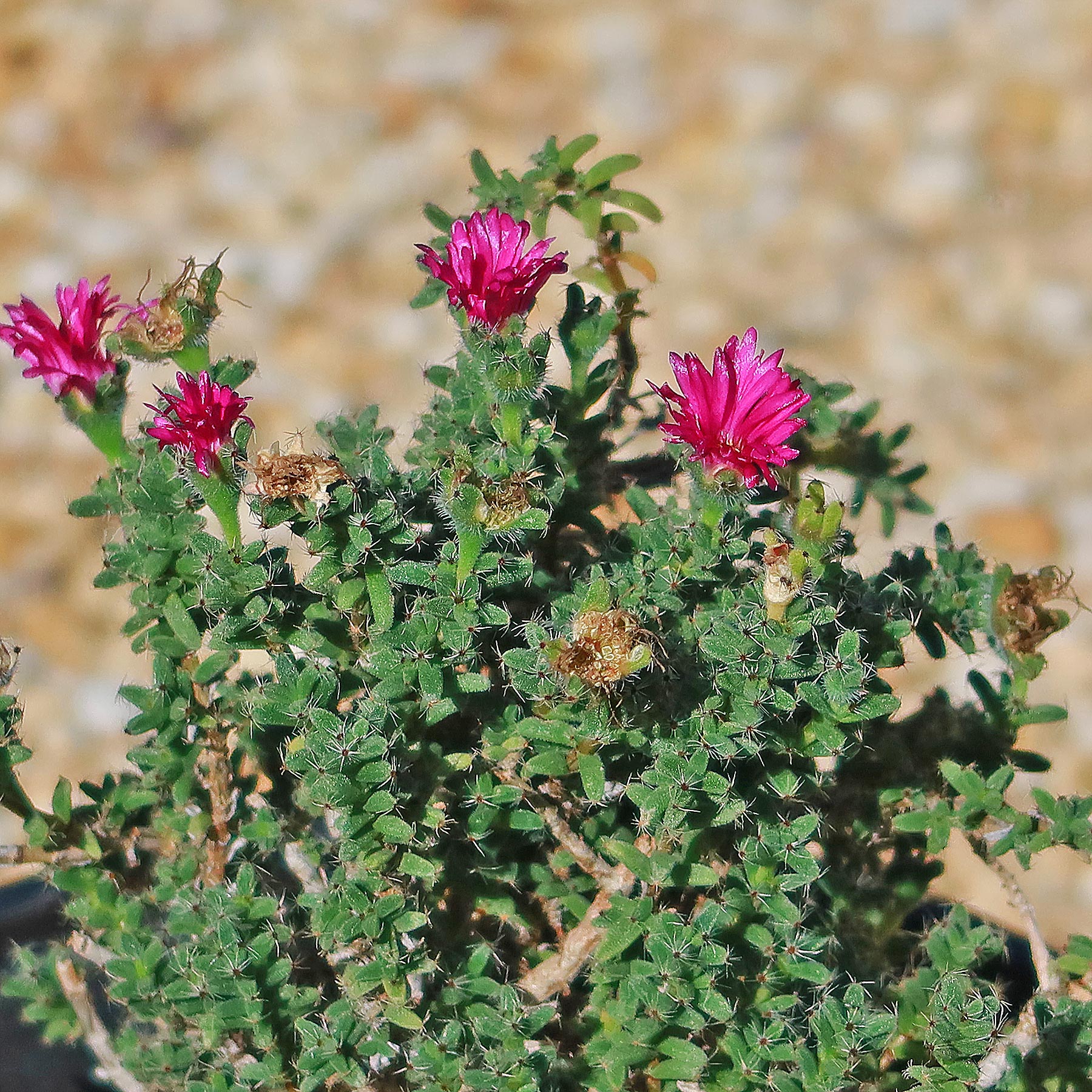 Trichodiadema bulbosom