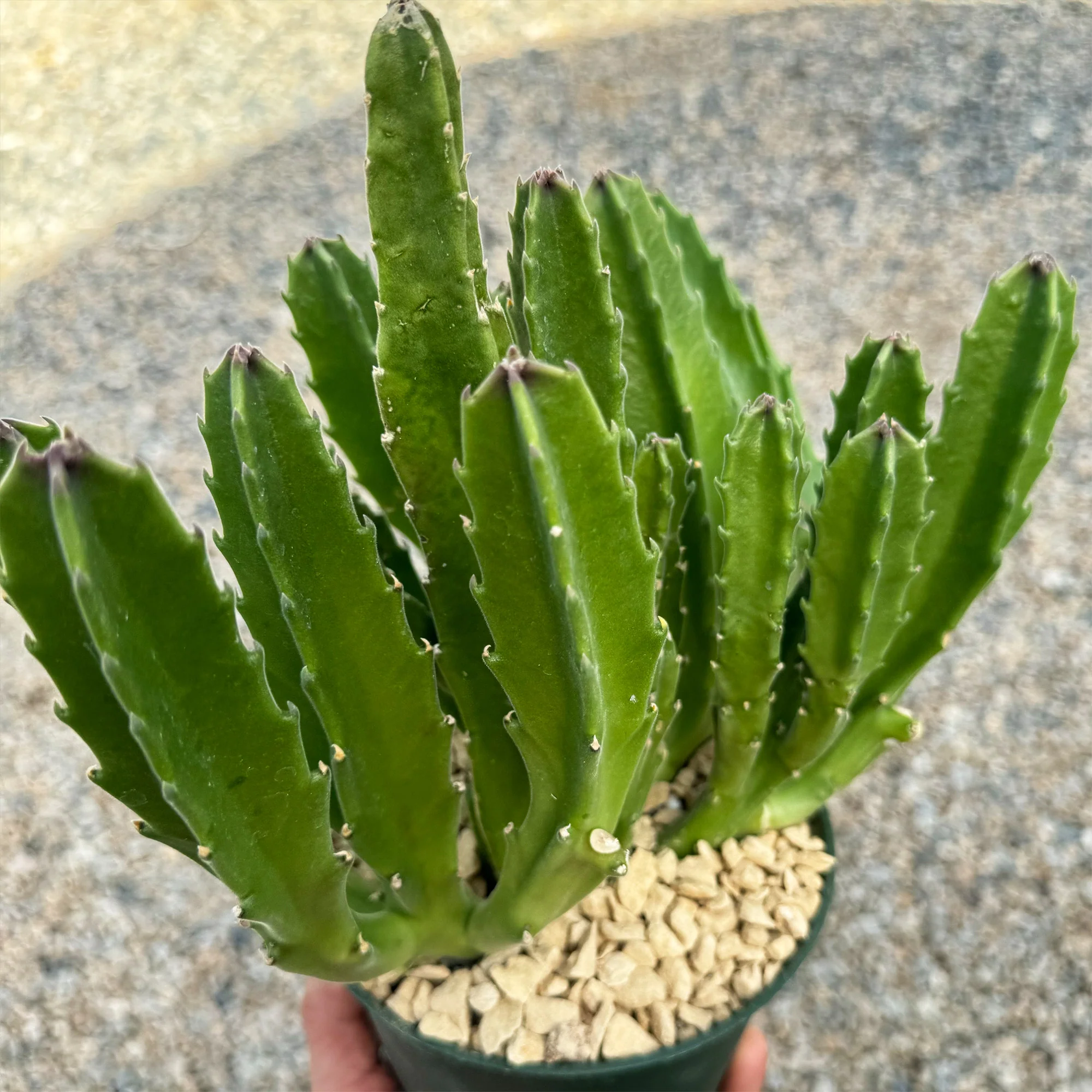 Carrion Plant 'Stapelia gigantea'