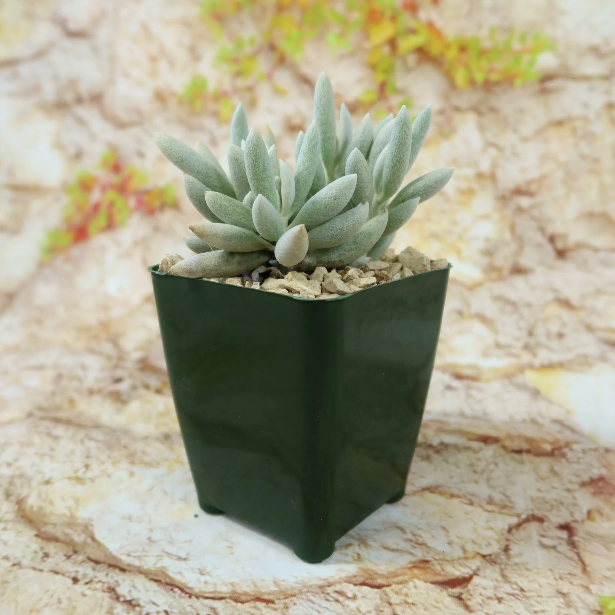 Cocoon Plant, Woolly Senecio - Senecio haworthii