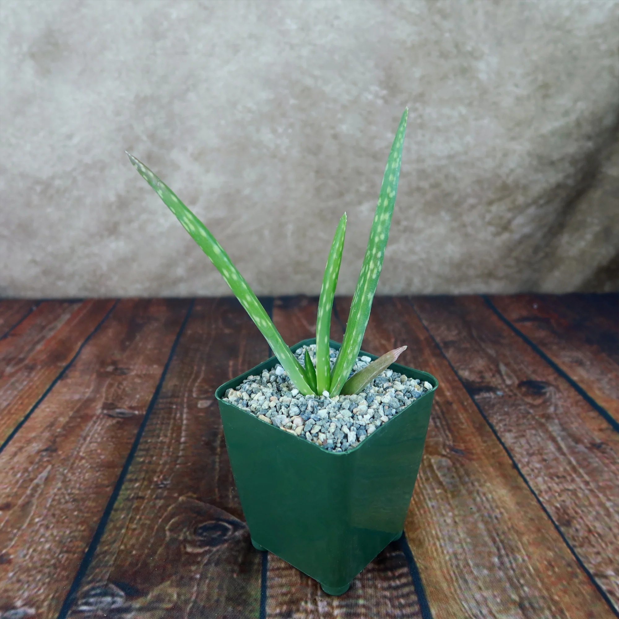 Aloe Vera - Aloe?barbadensis 'miller'