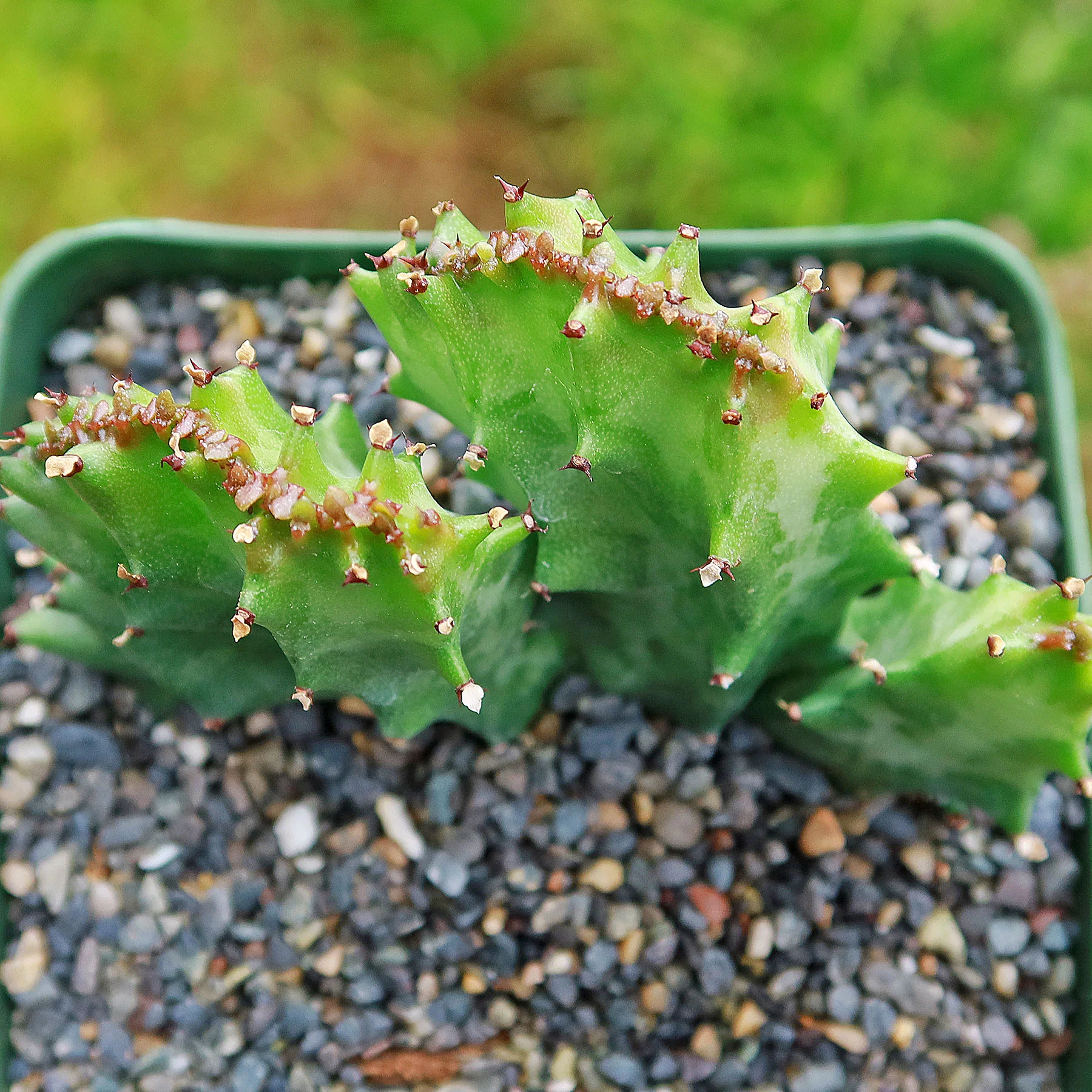 Coral Cactus - Euphorbia lactea 'cristata'
