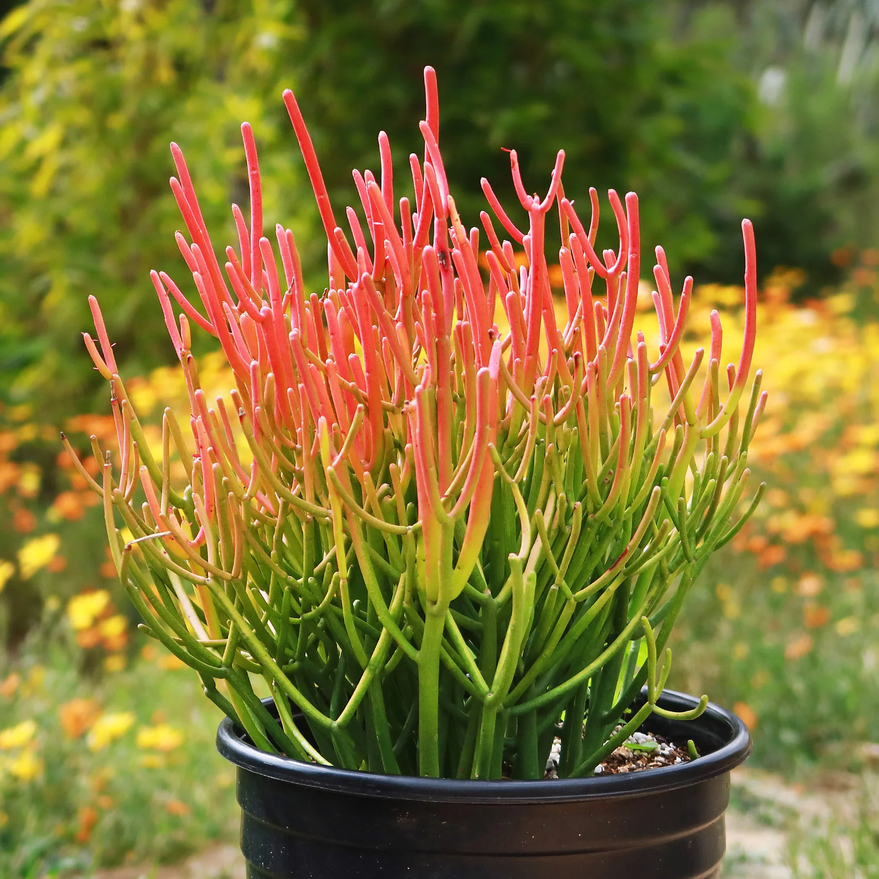 Pencil Cactus - Euphorbia tirucalli 'Firesticks'