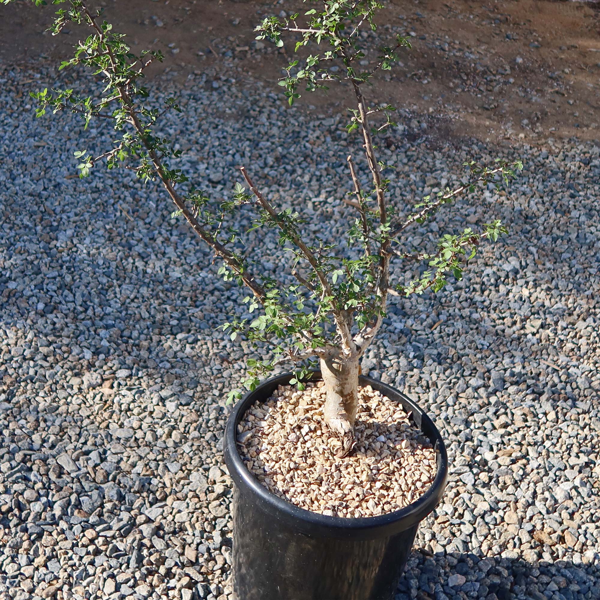 Bursera fagaroides
