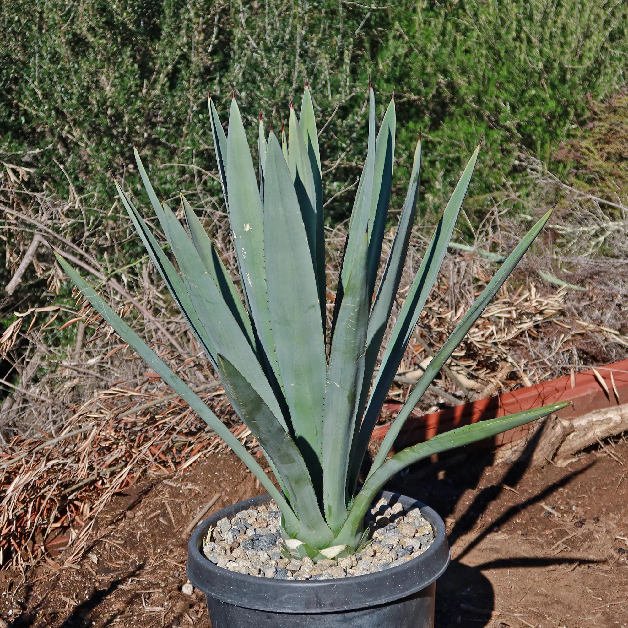 Blue agave - Agave Tequilana 'Tequila Plant'