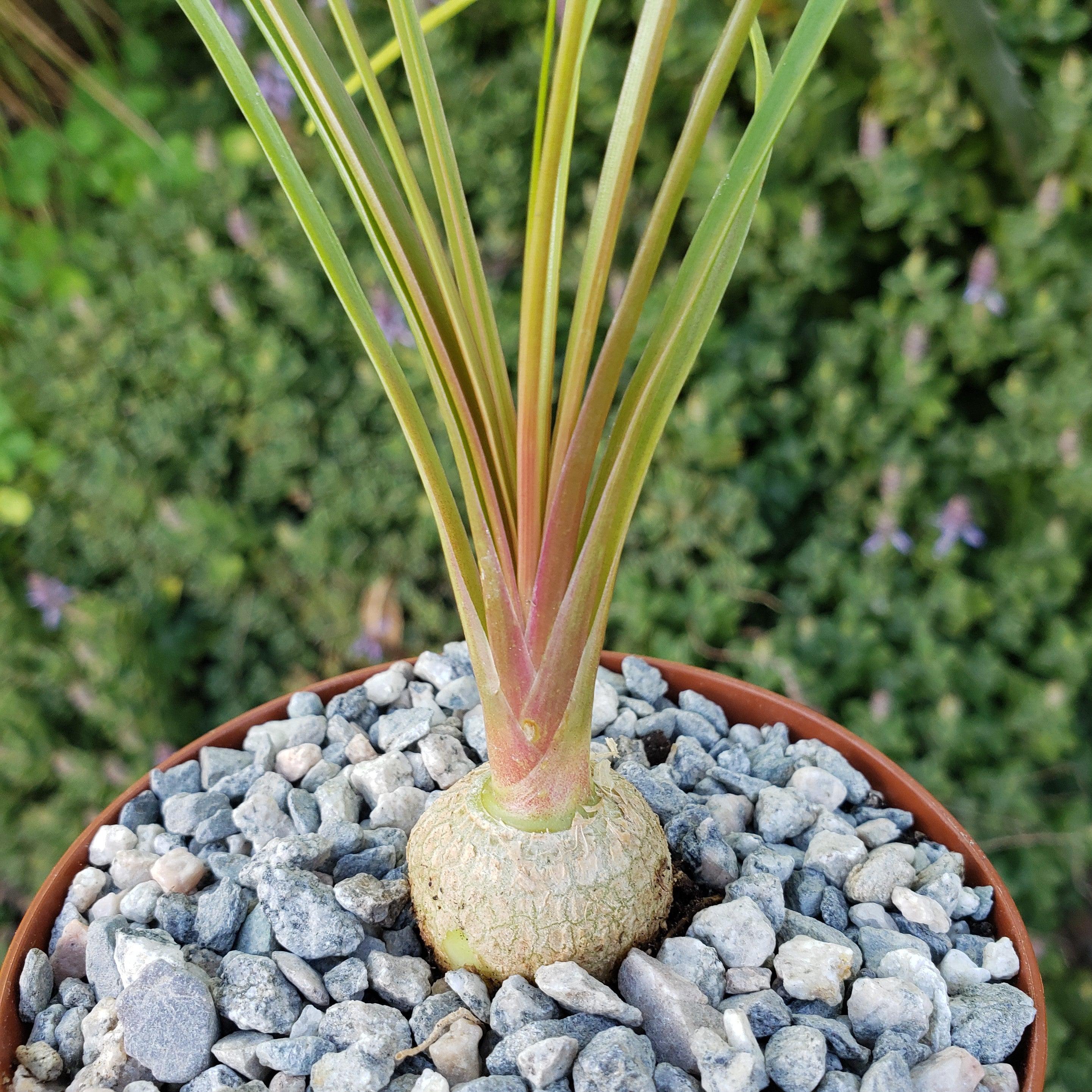 Ponytail palm 'Beaucarnea recurvata'