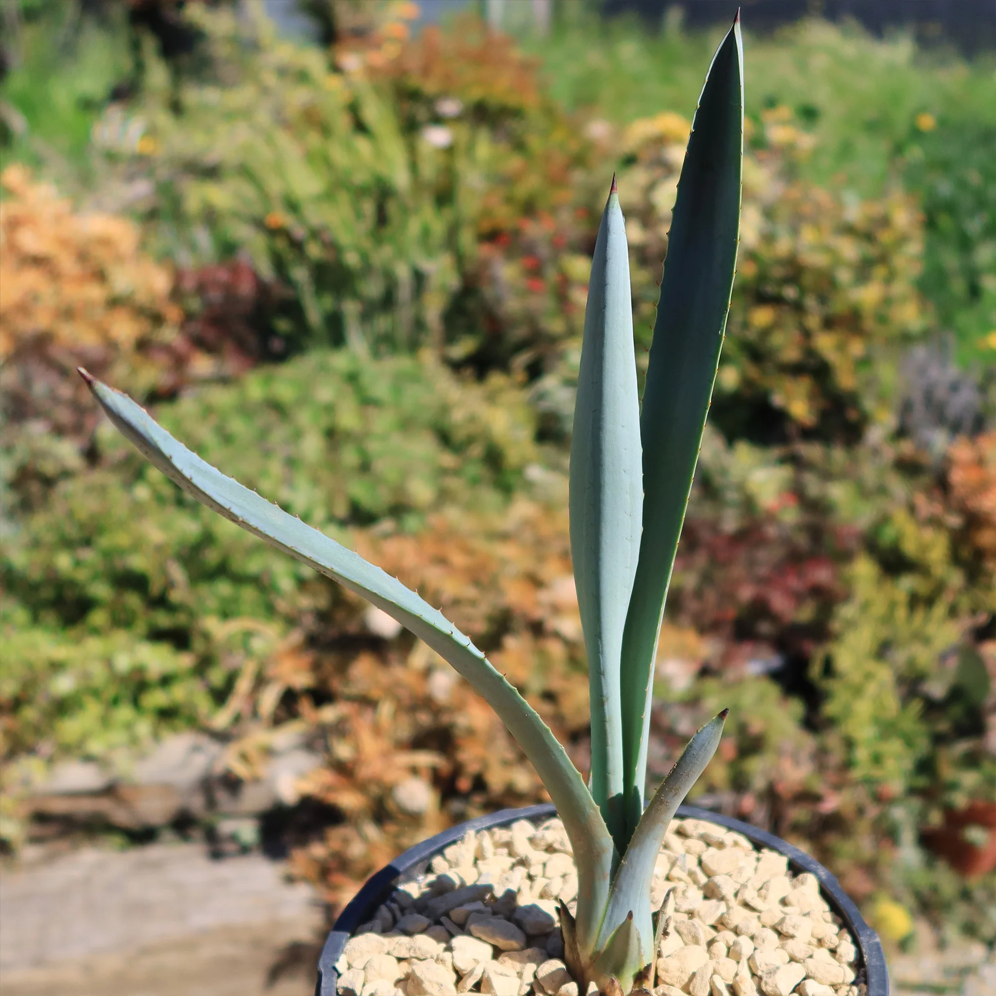 Blue agave - Agave Tequilana 'Tequila Plant'