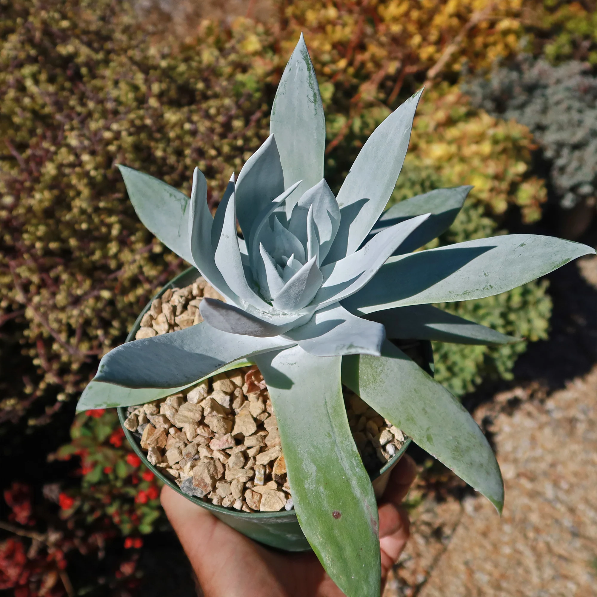Giant Chalk Dudleya ��Dudleya brittonii��