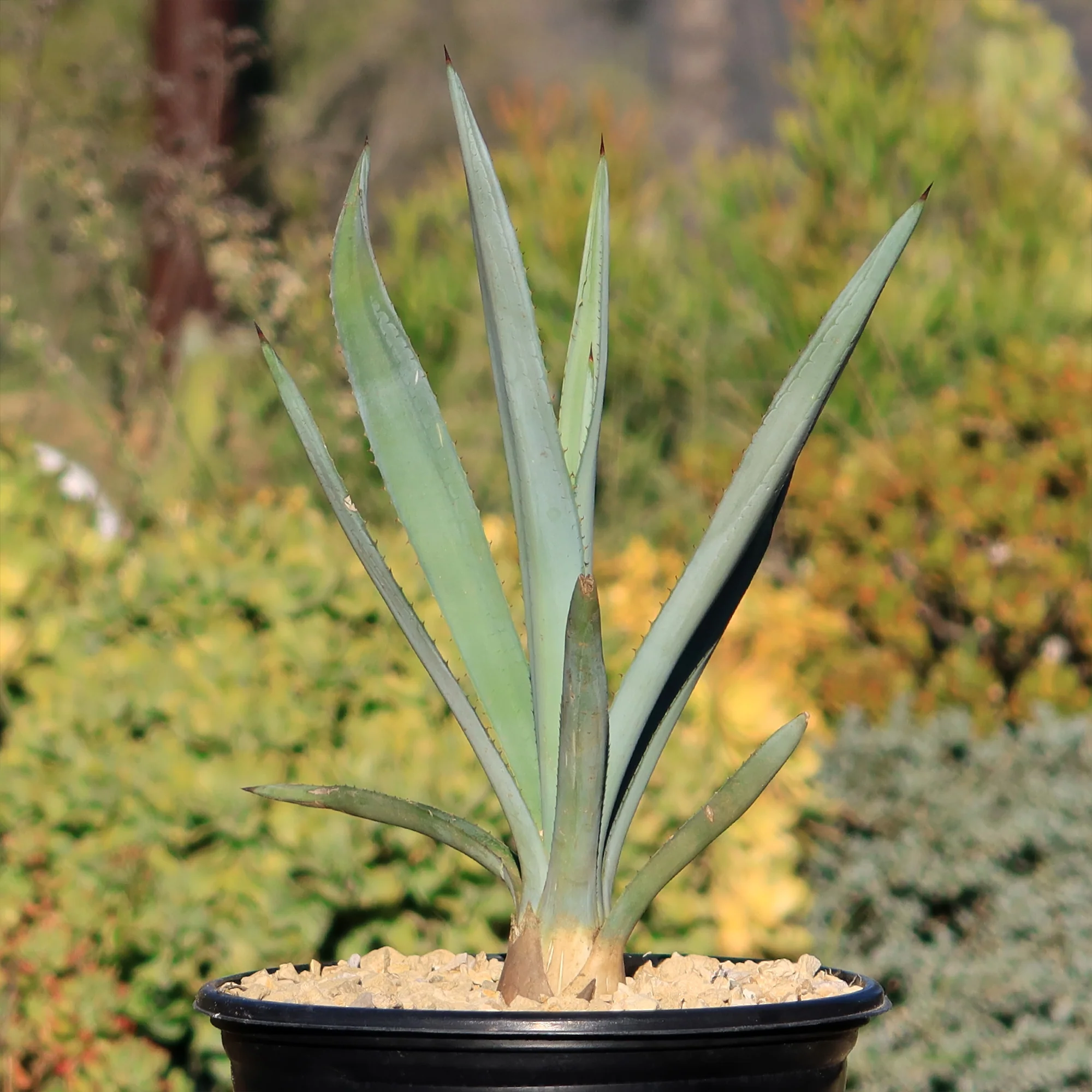 Blue agave - Agave Tequilana 'Tequila Plant'