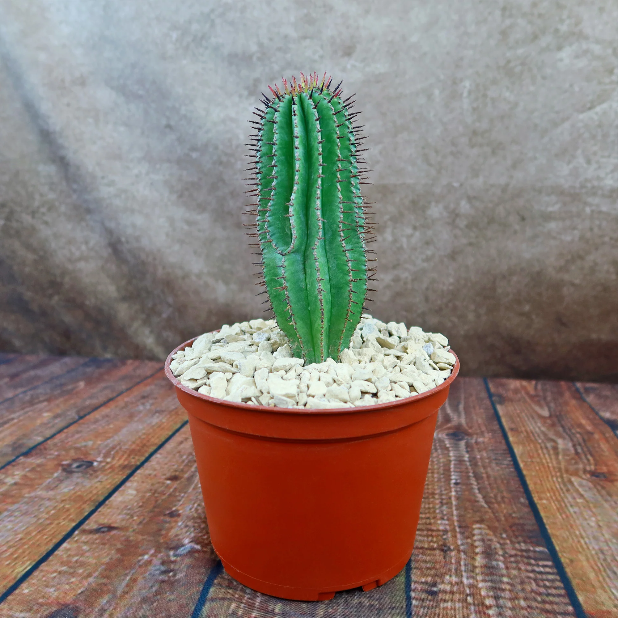 Milk Barrel Cactus ��Euphorbia cereiformis��