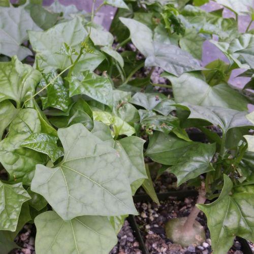 Gerrardanthus Macrorhizus