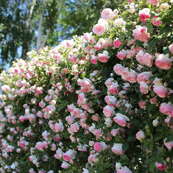 🌹 Ever-Bloom Climbing Roses Seeds | 🌸 Add Winter Elegance to Your Garden