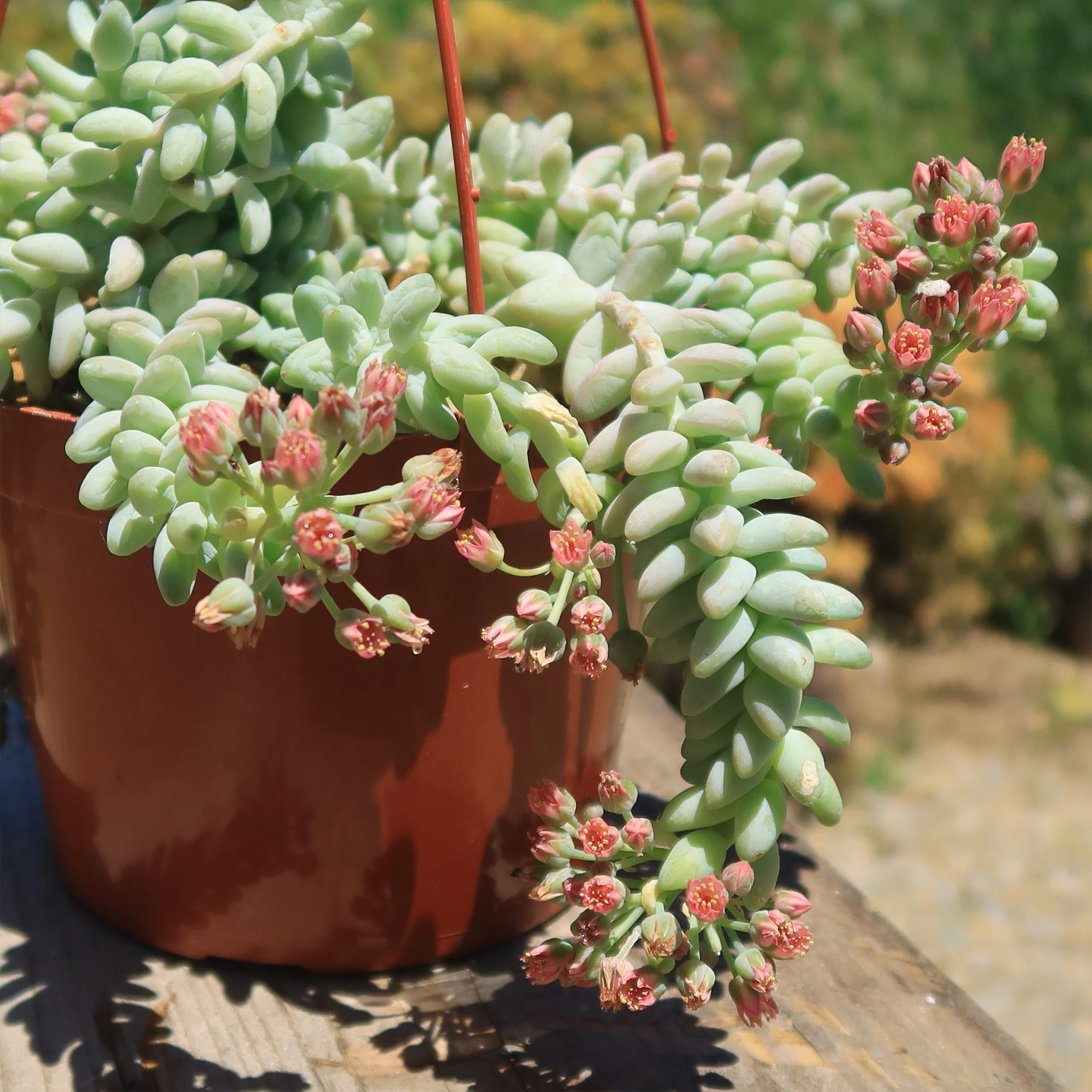 Burro��s Tail Succulent - Sedum morganianum ��Burrito��