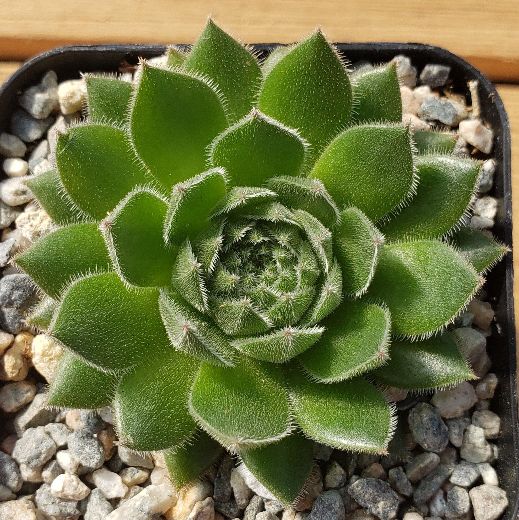 Common Houseleek - Sempervivum tectorum 'Hens and Chicks'