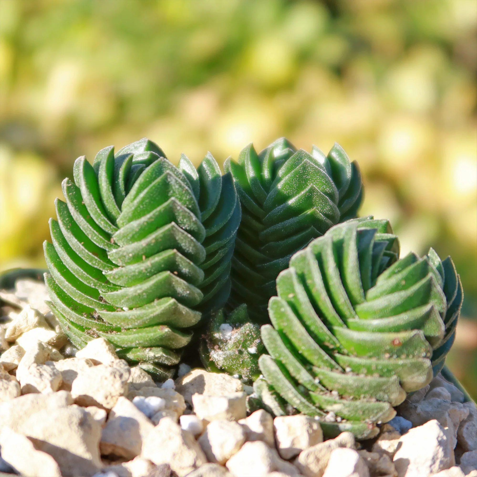 Crassula Buddha's Temple