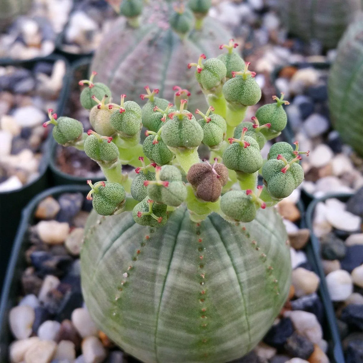 Baseball Plant 'Euphorbia obesa'