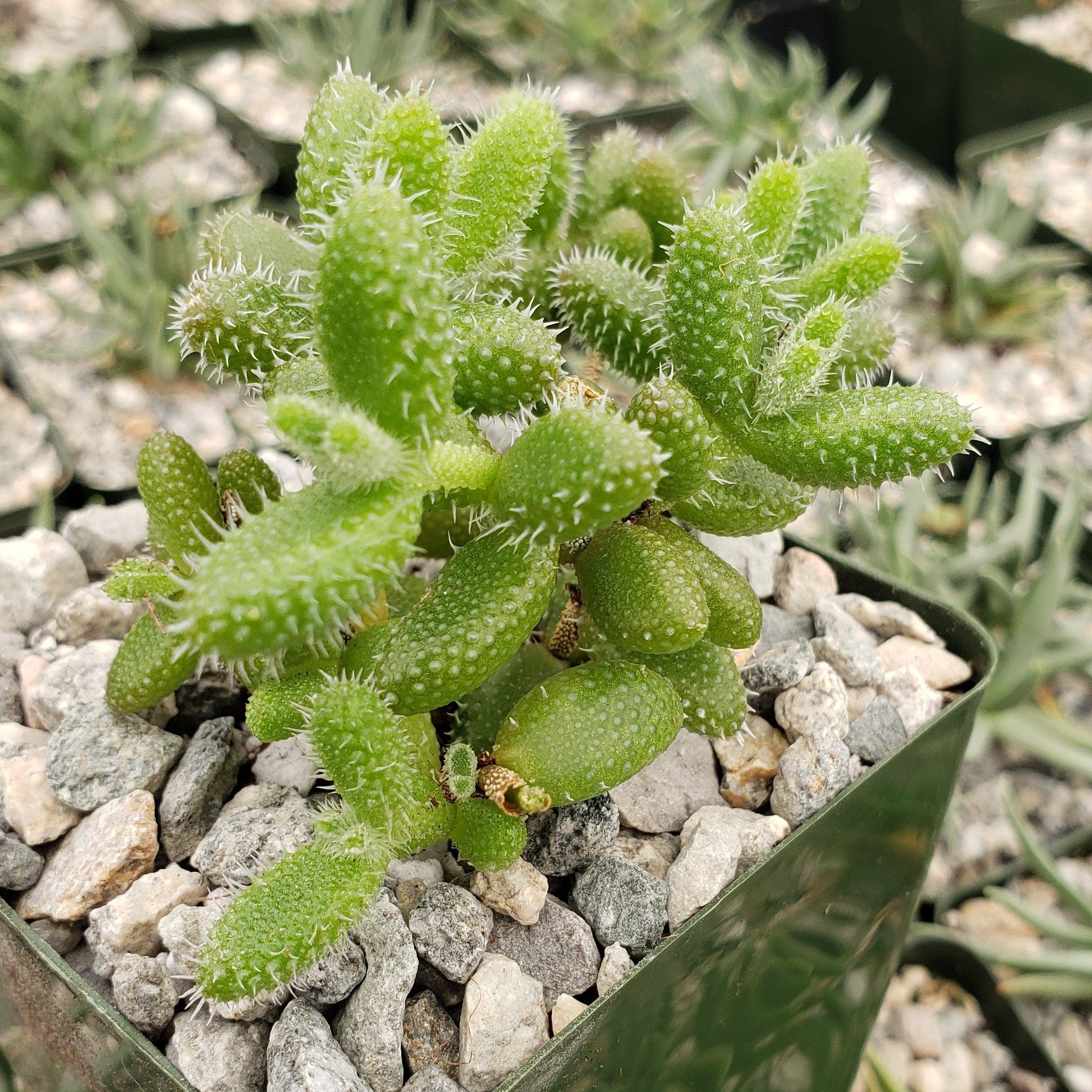 Pickle Plant ��Delosperma echinatum��