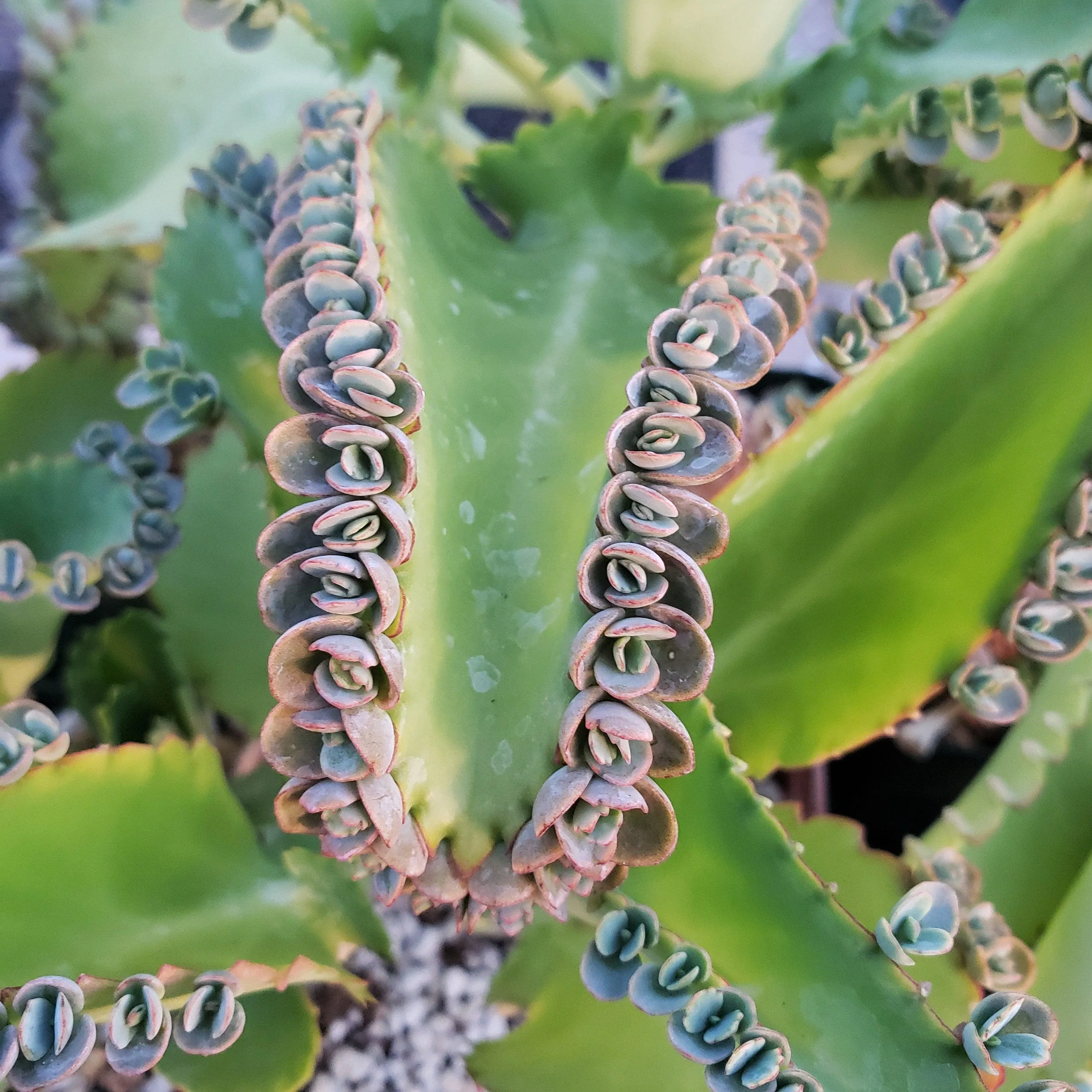 Mother of Thousands Plant 'Kalanchoe laetivirens'