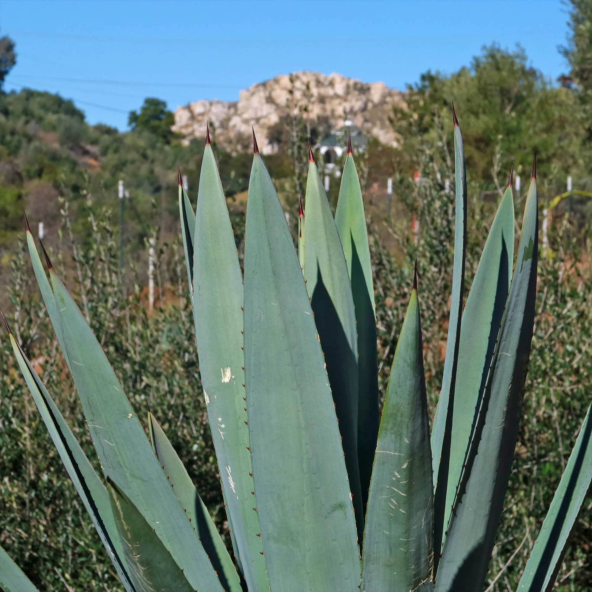 Blue agave - Agave Tequilana 'Tequila Plant'