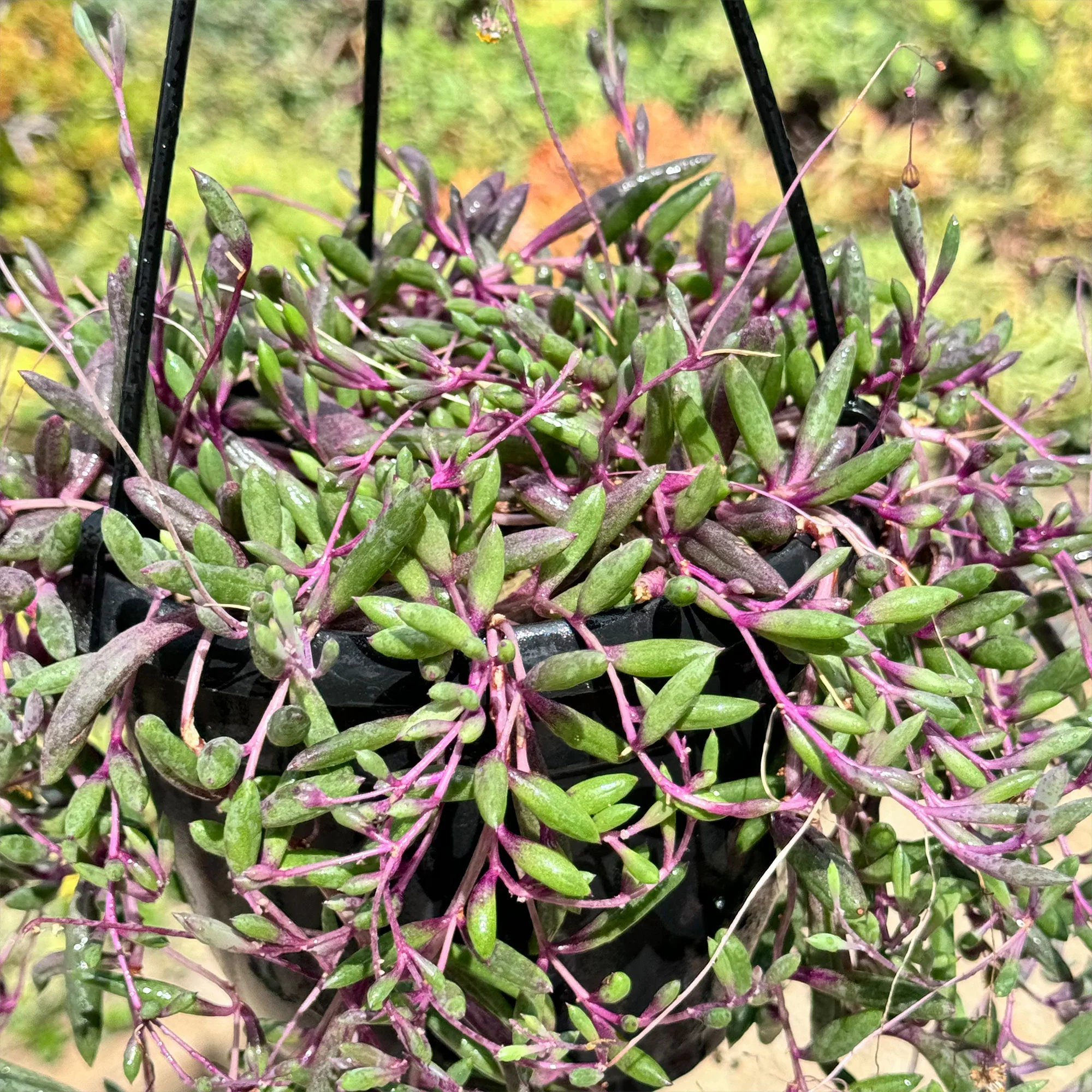 Ruby Necklace Plant 'Othonna capensis'