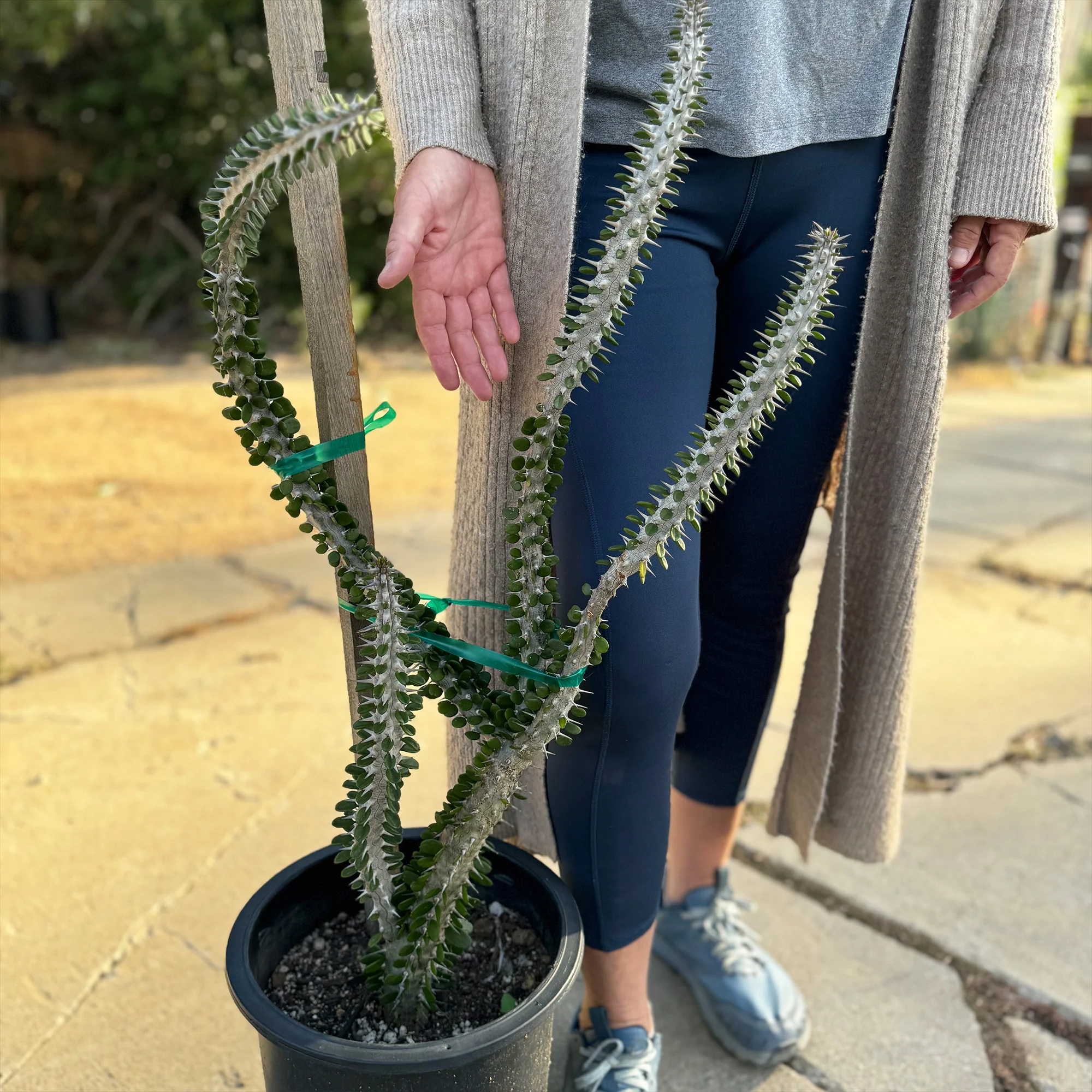 Madagascar ocotillo 'Alluaudia procera'