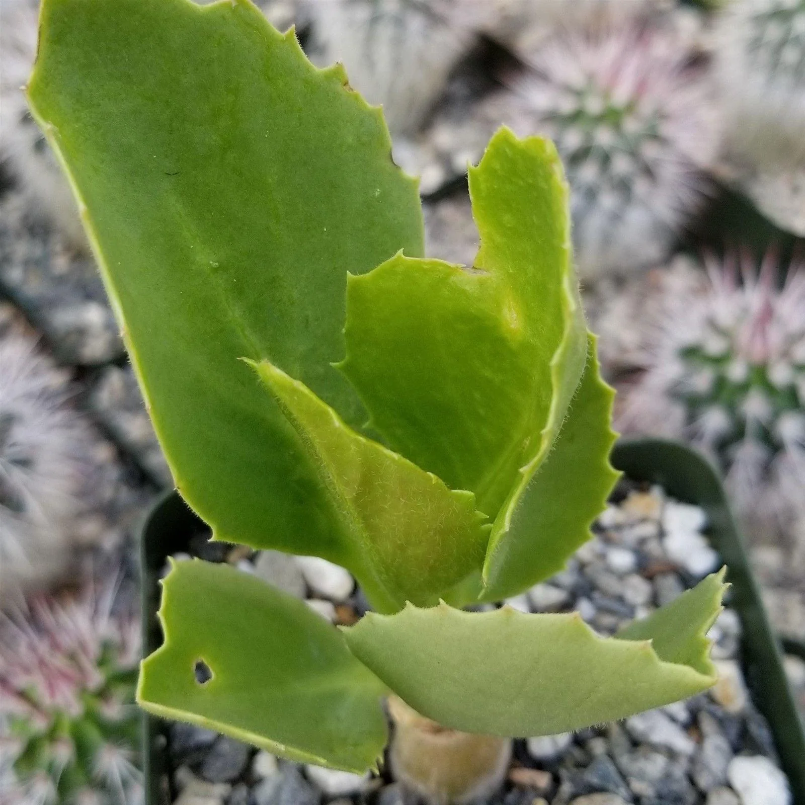 Cyphostemma cirrhosum