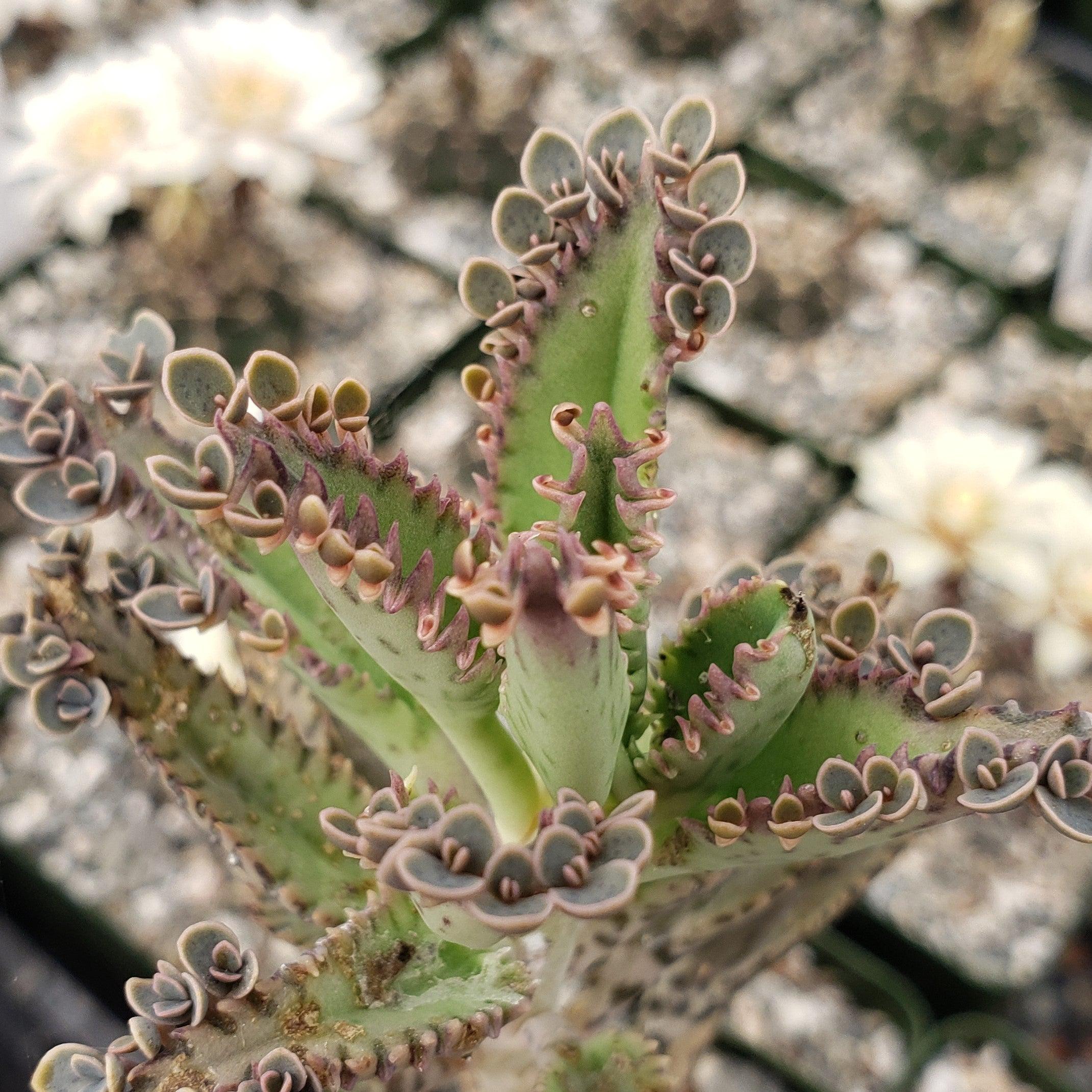 Hybrid Mother of Millions ��Kalanchoe houghtonii��