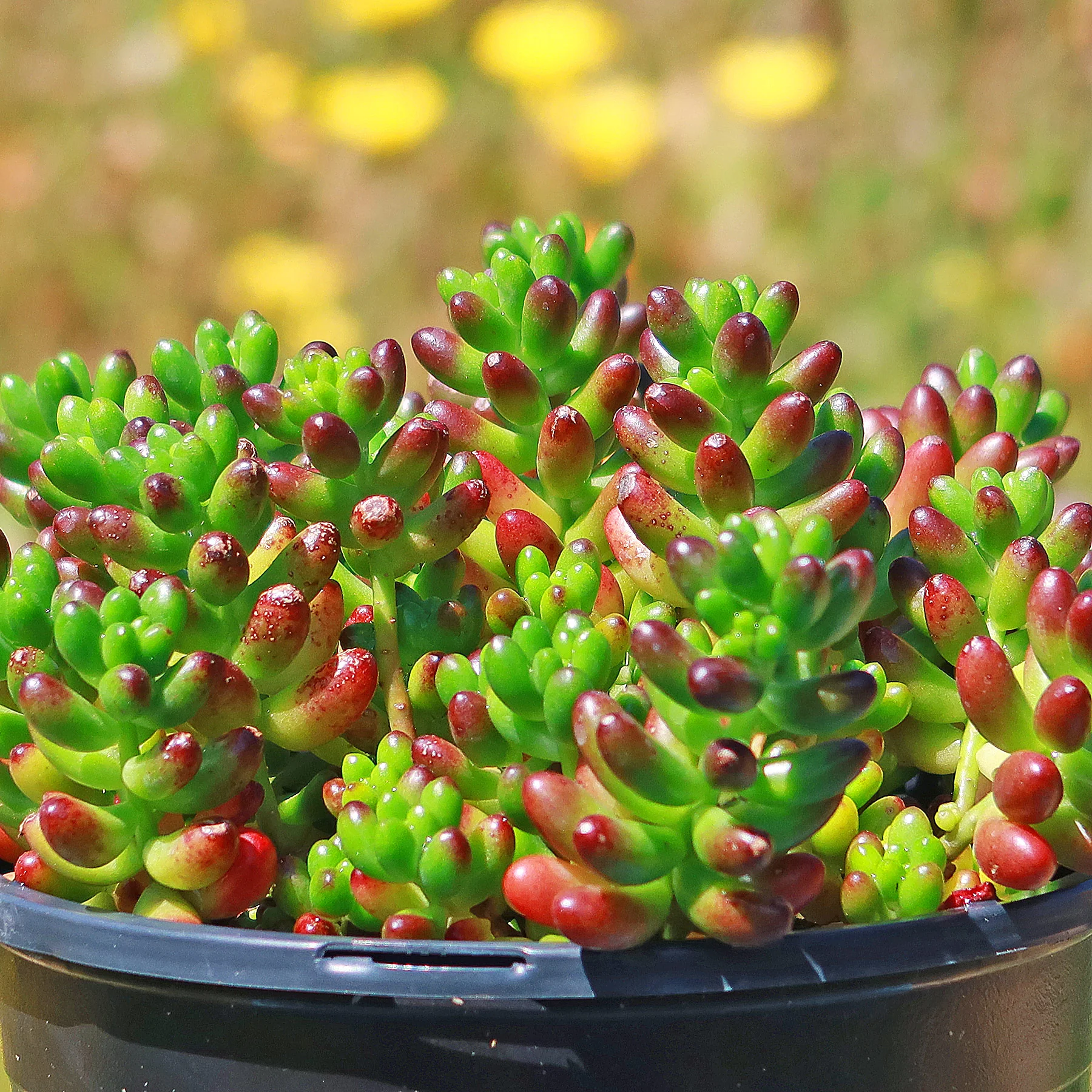 Jelly Bean Succulent 'Sedum rubrotinctum'