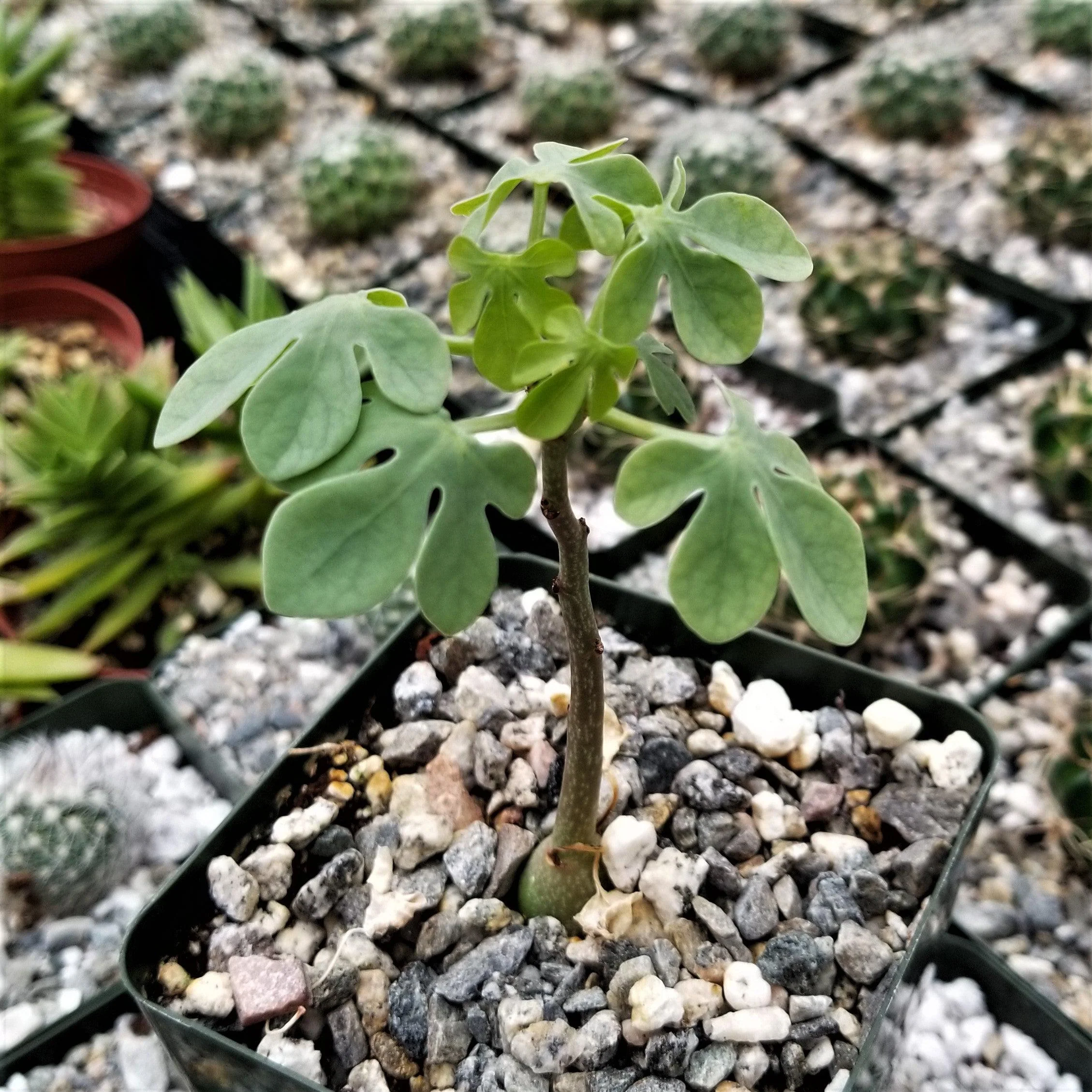 Adenia glauca