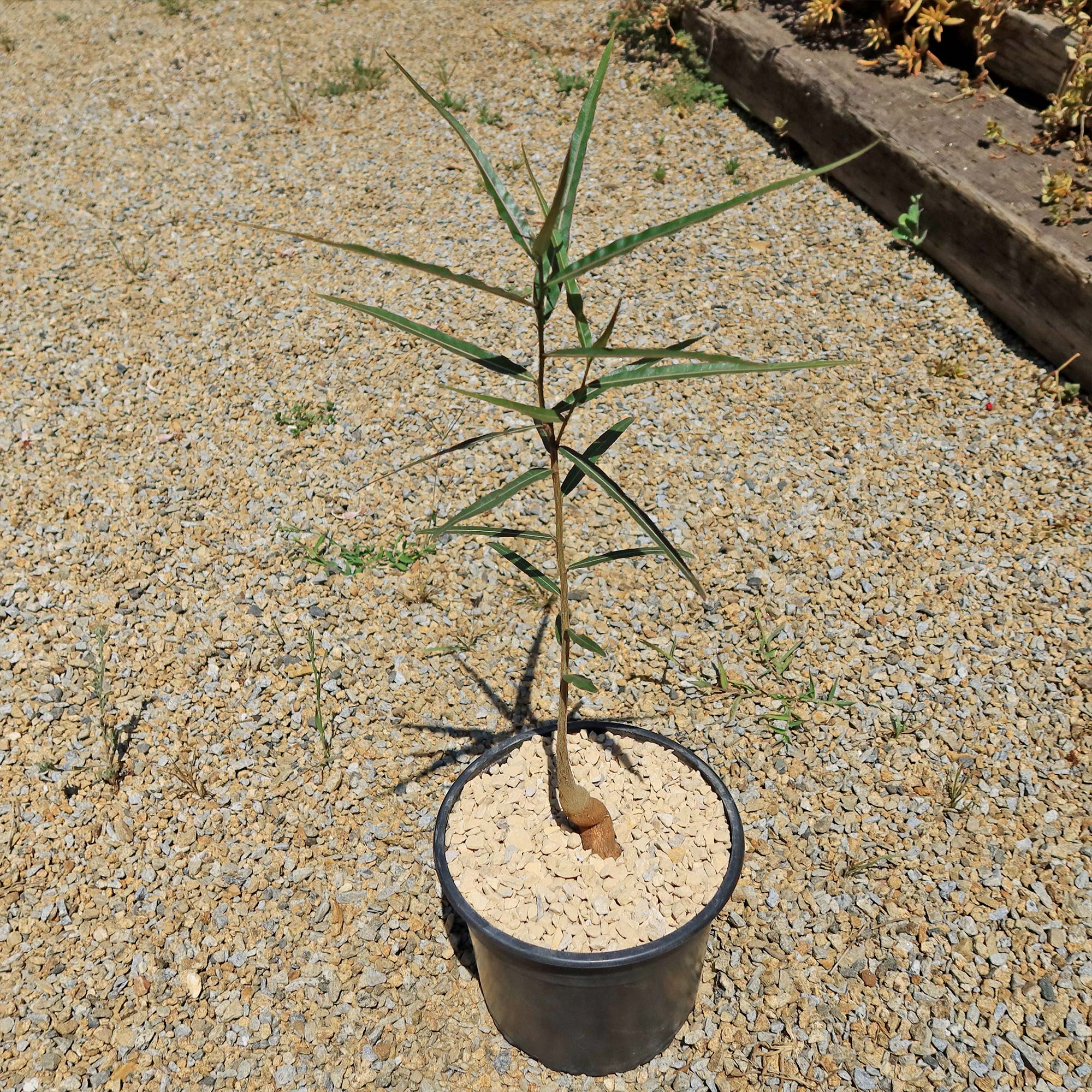 Queensland Bottle Tree 'Brachychiton rupestris'